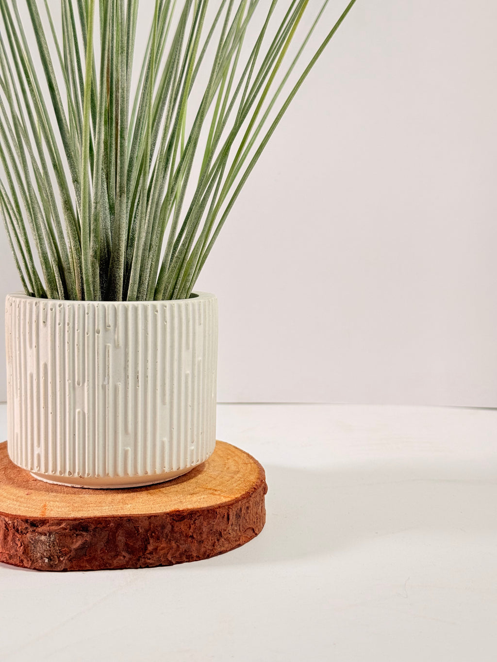 Tillandsia  Juncea + matera