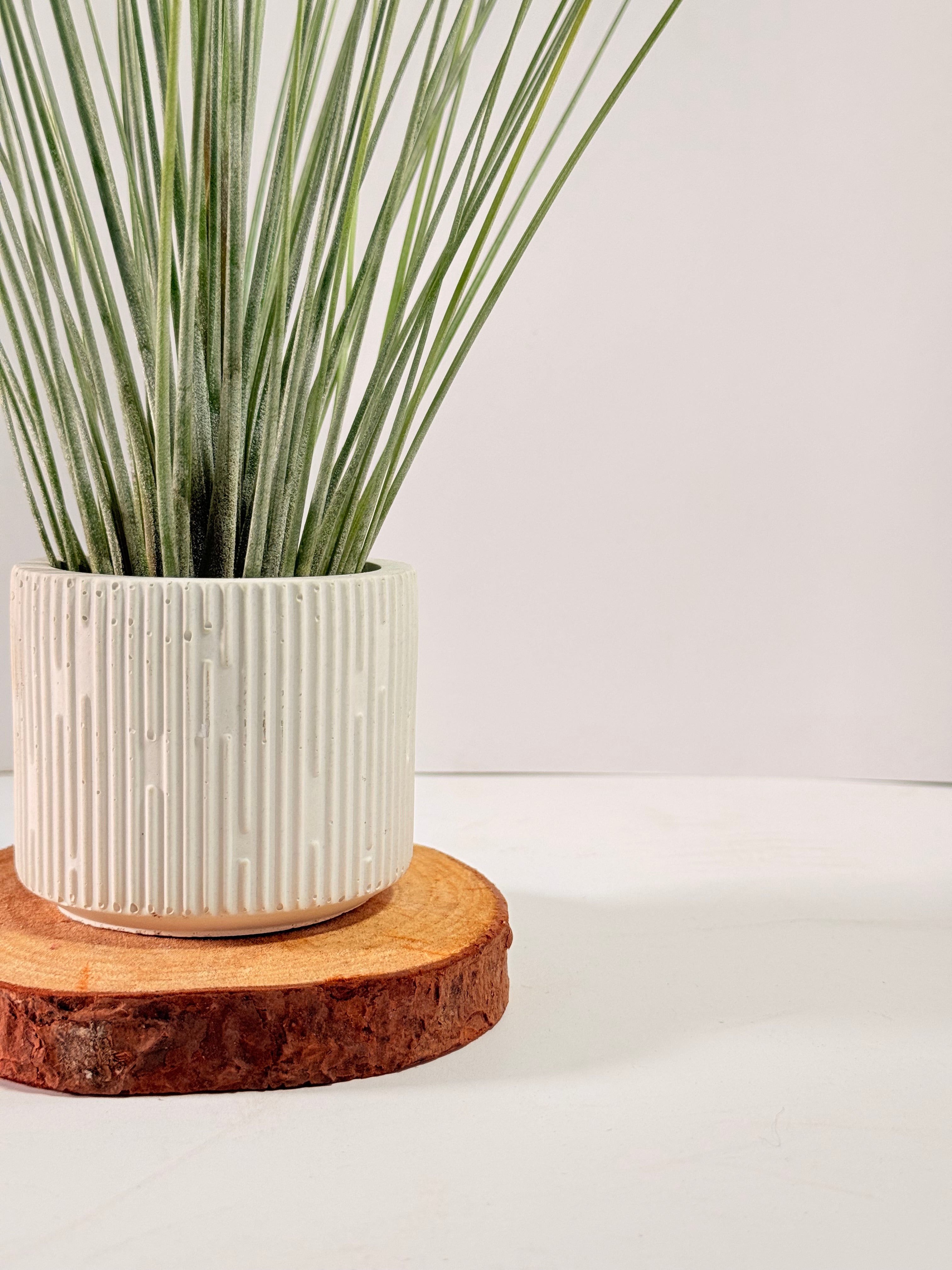 Tillandsia  Juncea + matera