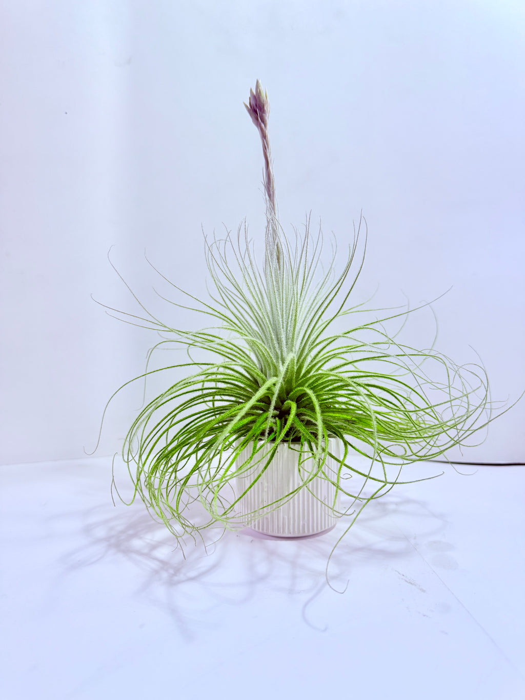 Tillandsia tectorum XL