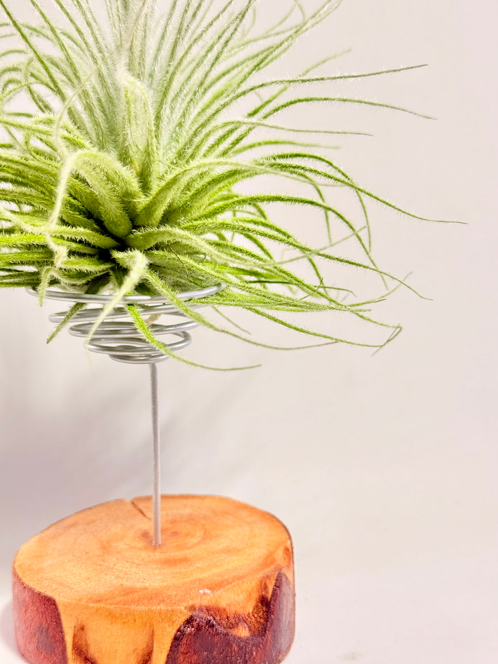 Tillandsia  Tectorum + matera blanca (copia)