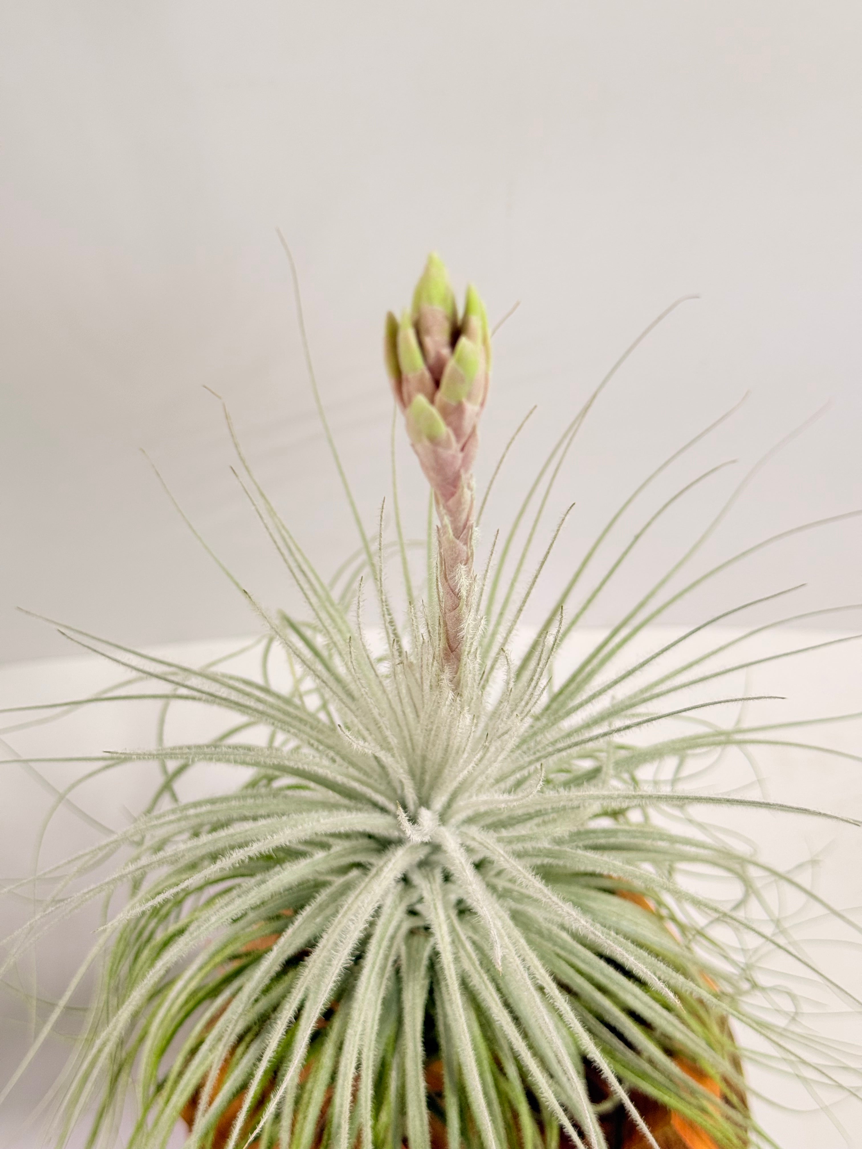 Till. Tectorum + base teca