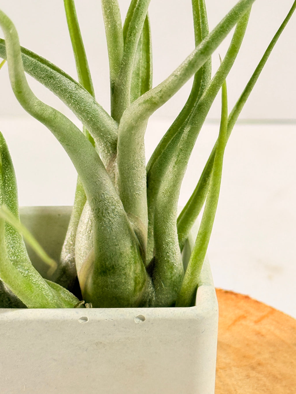 Tillandsia Caput medusae
