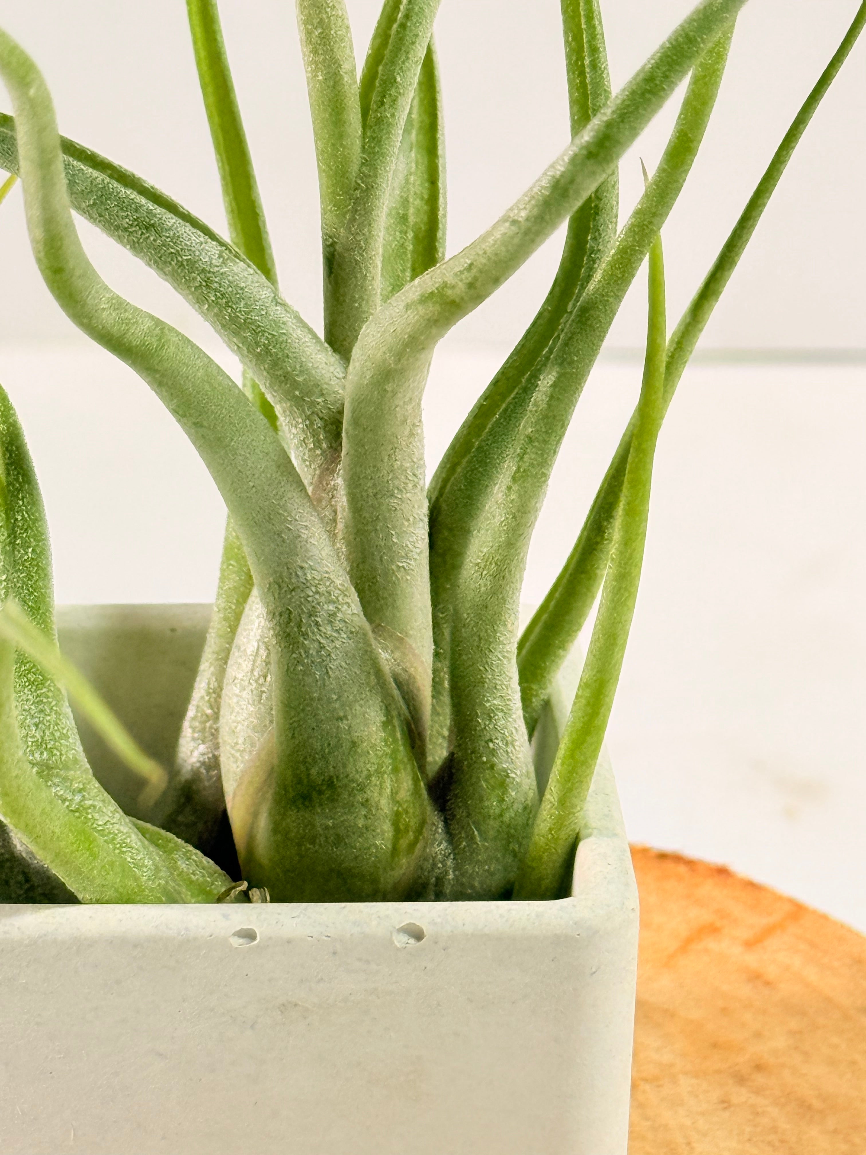Tillandsia Caput medusae