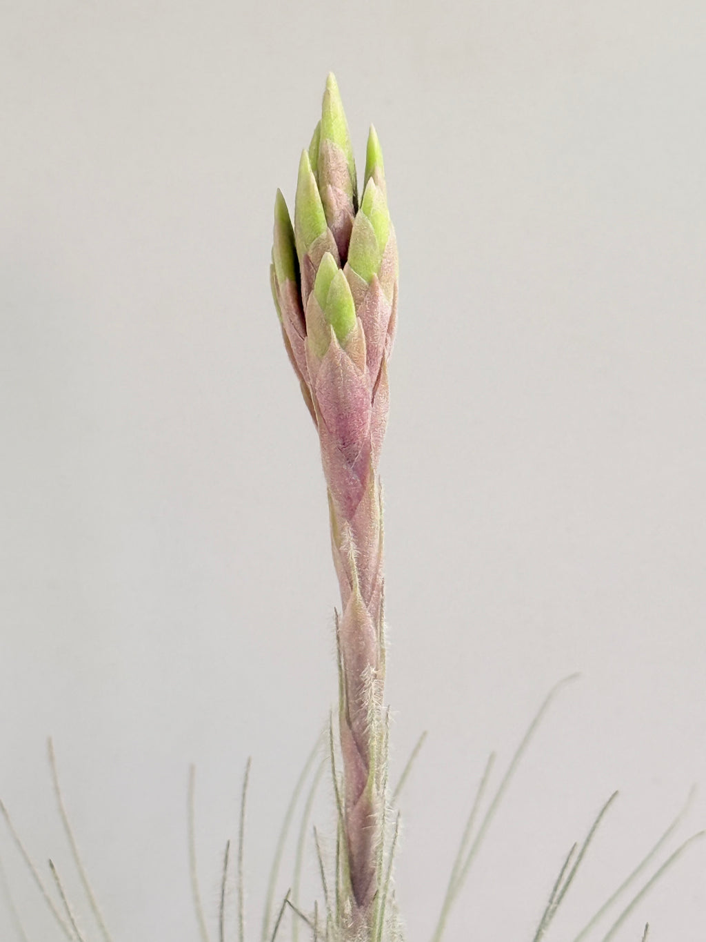 Till. Tectorum + base teca