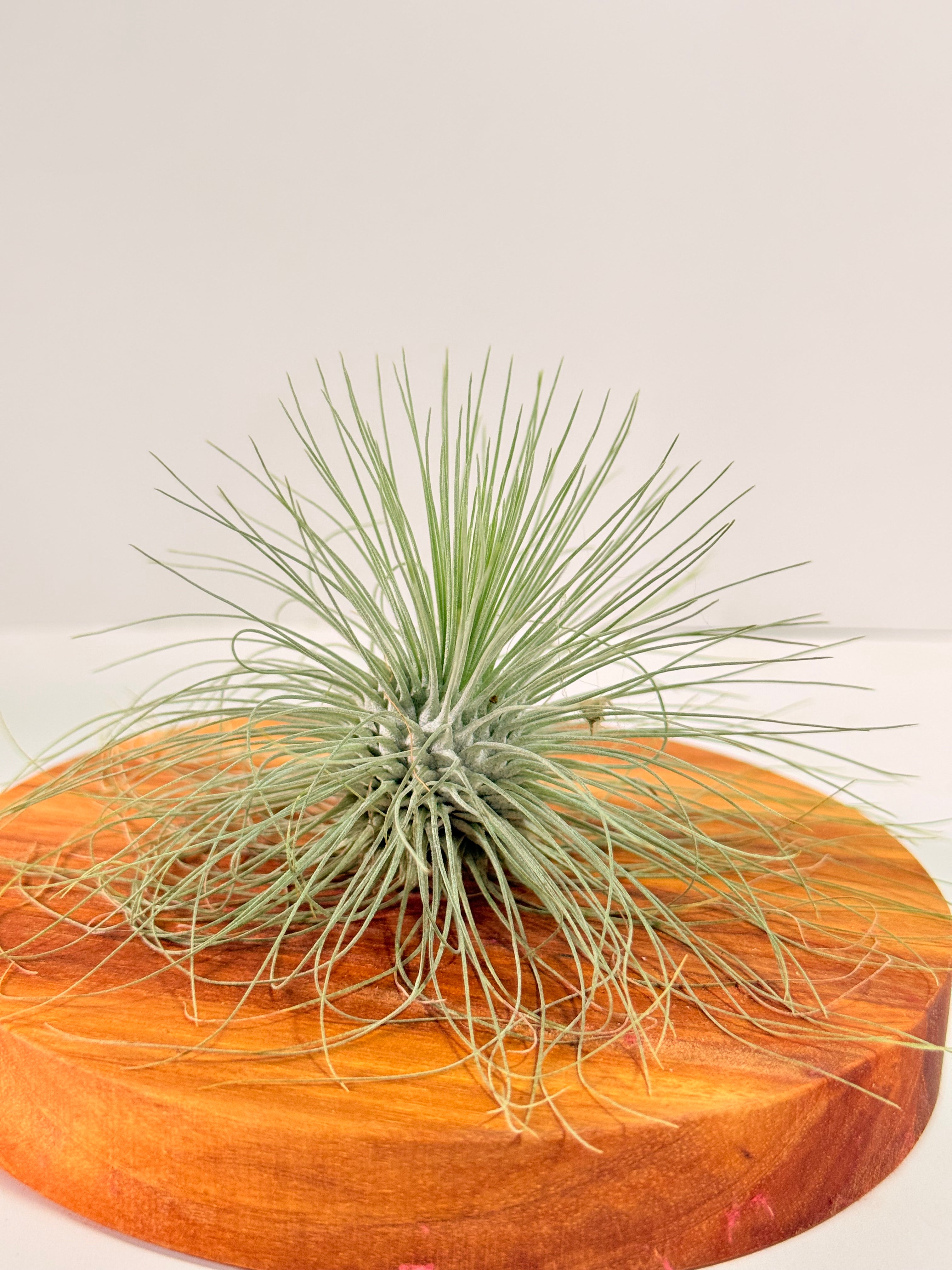 Tillandsia Fuchsii var. Gracilis