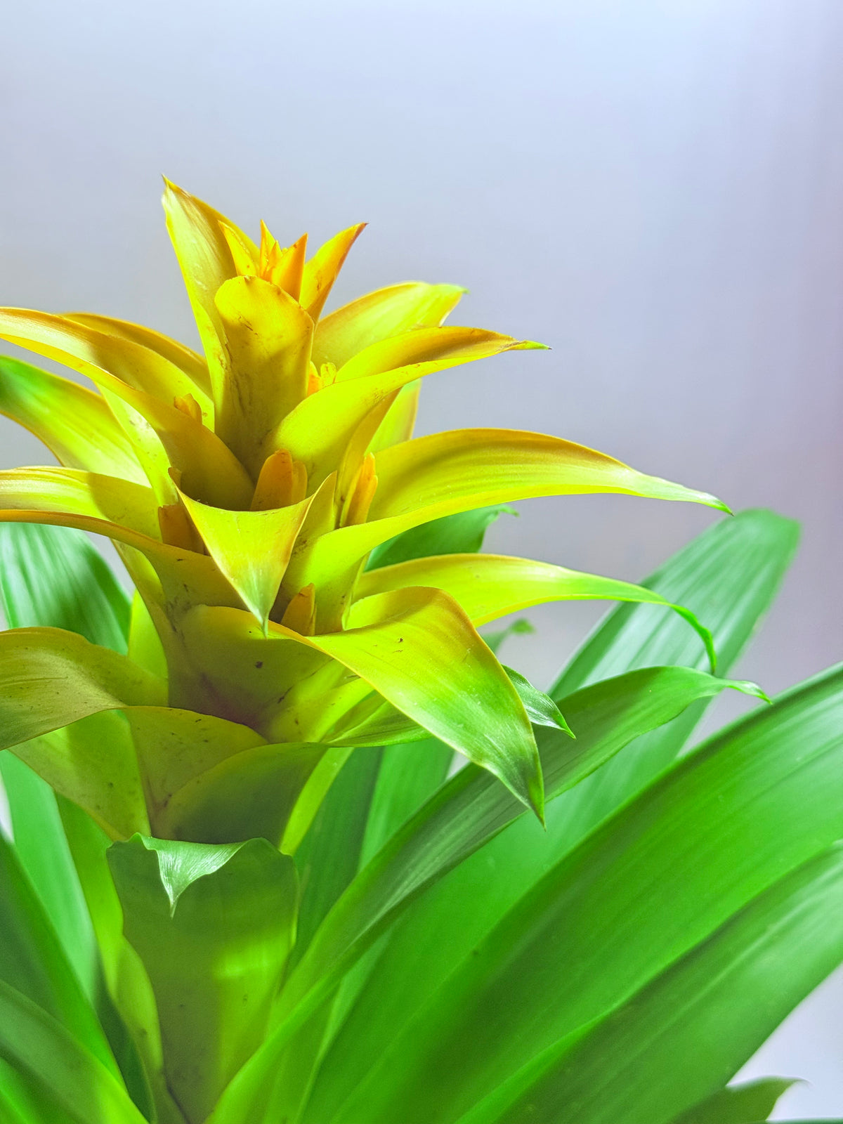 Kokedama Bromelia Diana