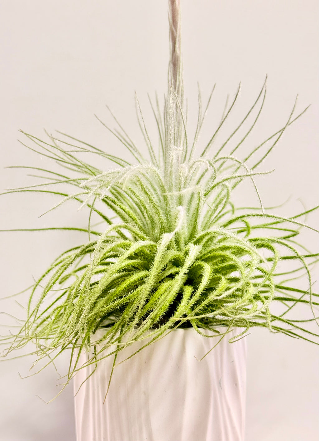 Tillandsia  Tectorum + matera blanca