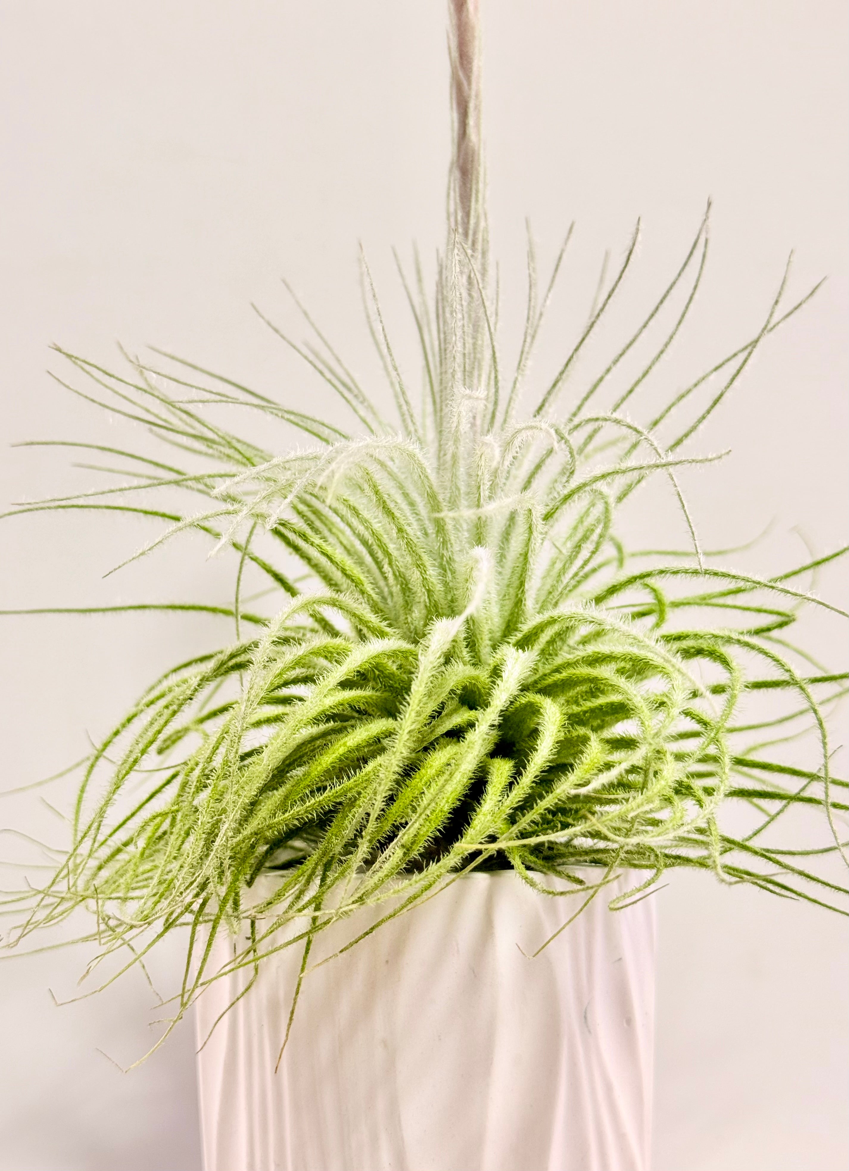 Tillandsia  Tectorum + matera blanca