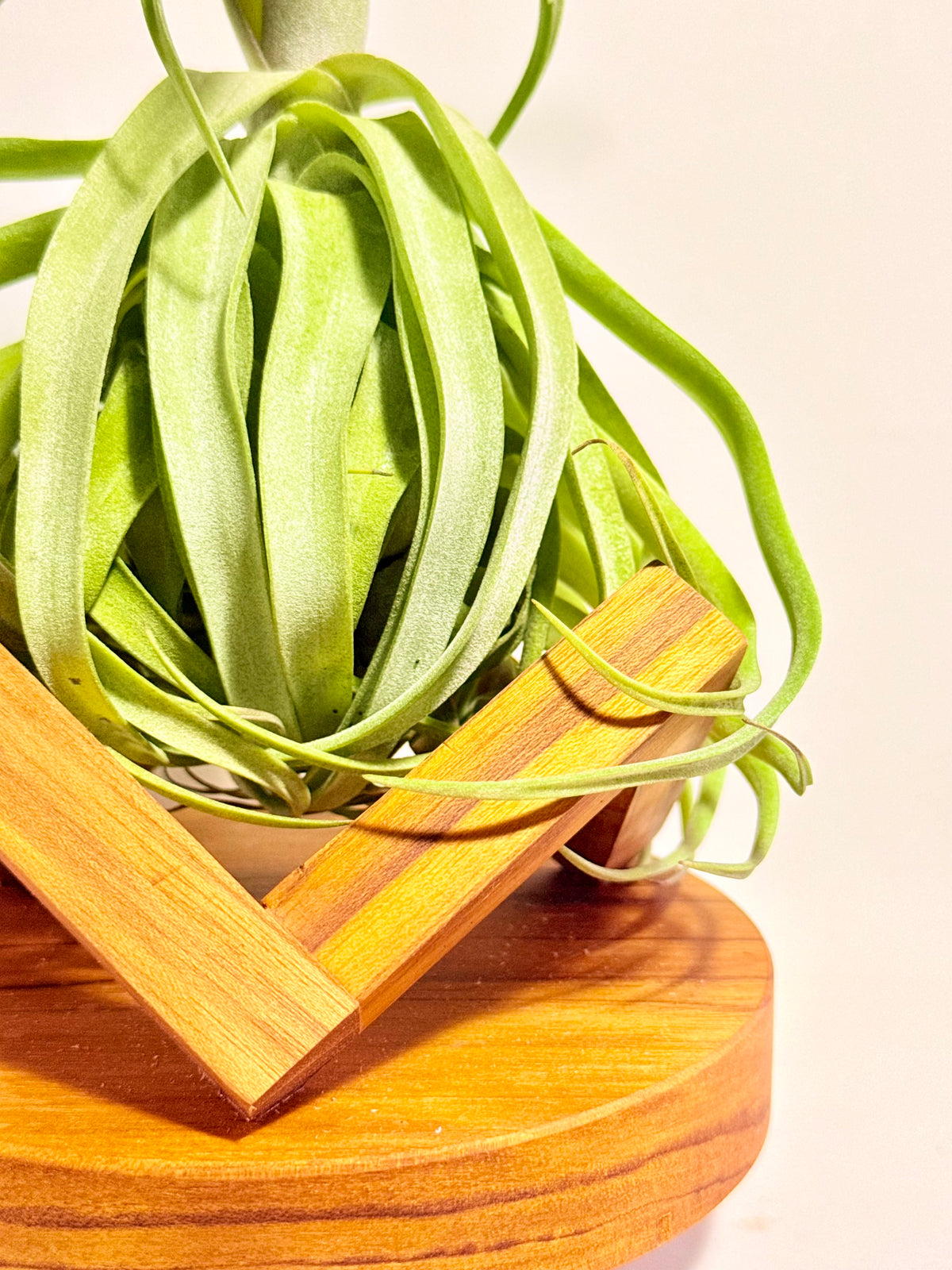 Tillandsia streptophylla + base teca