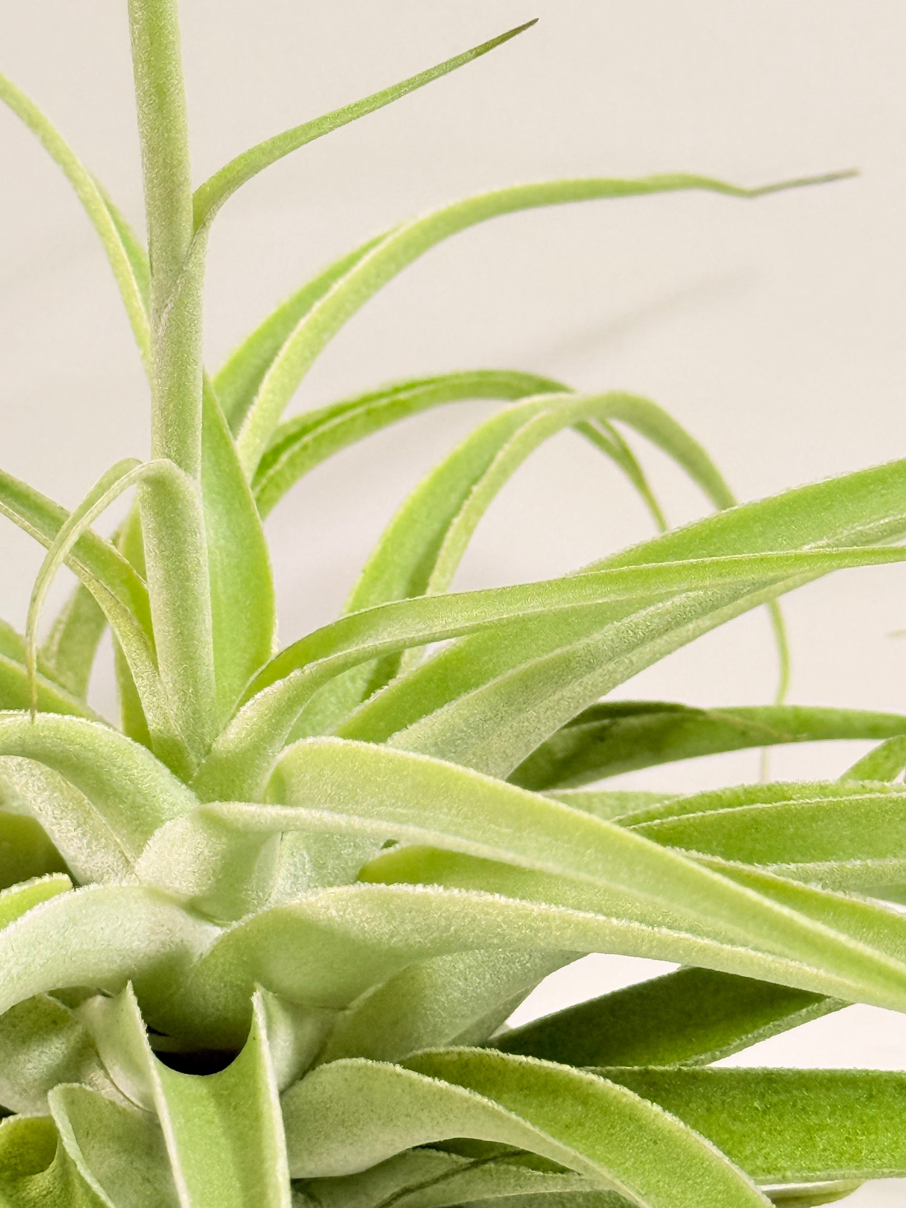 Tillandsia Cacticola regular form botón