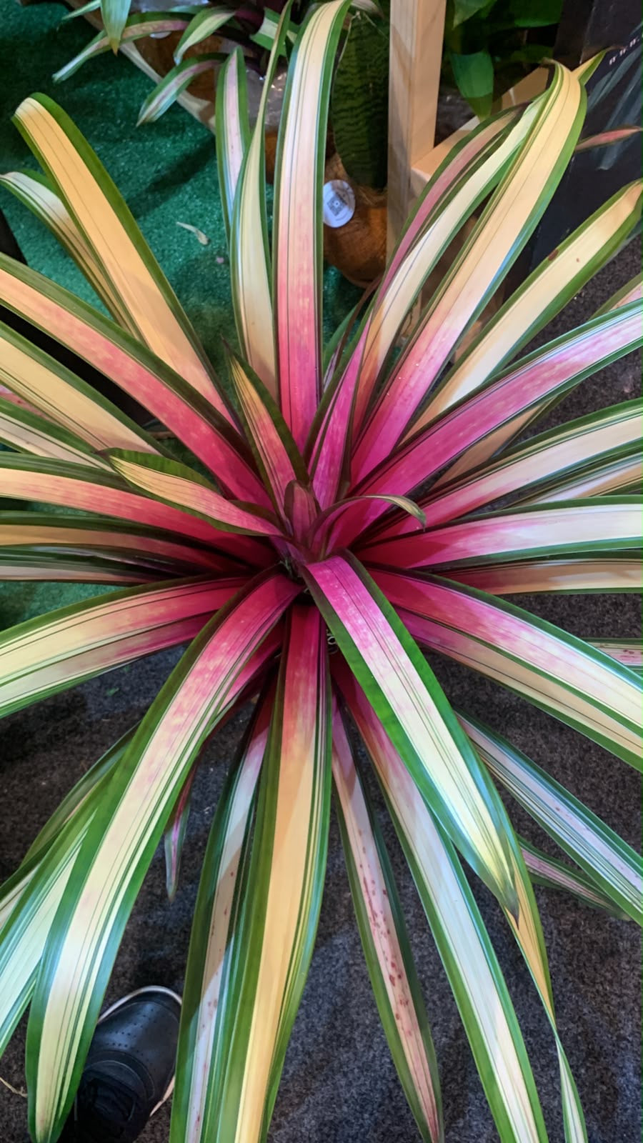 Kokedama Bromelia zanhii variegata