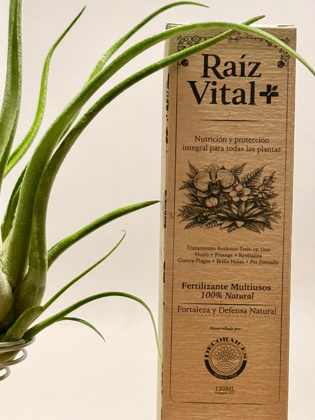Kit Tillandsia Caput medusae + rodaja madera + espiral + fertilizante