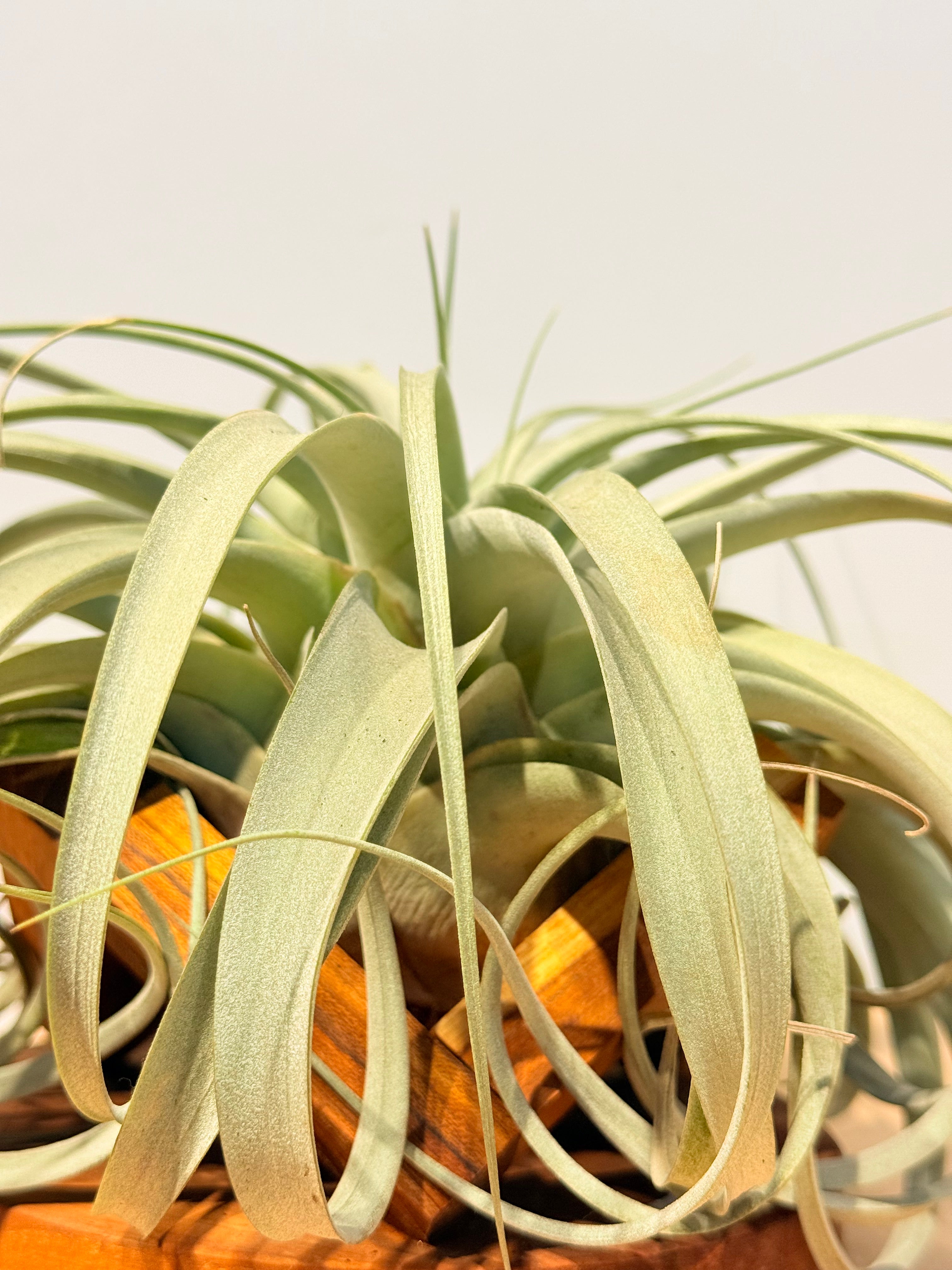 Till. Xerografica + base teca