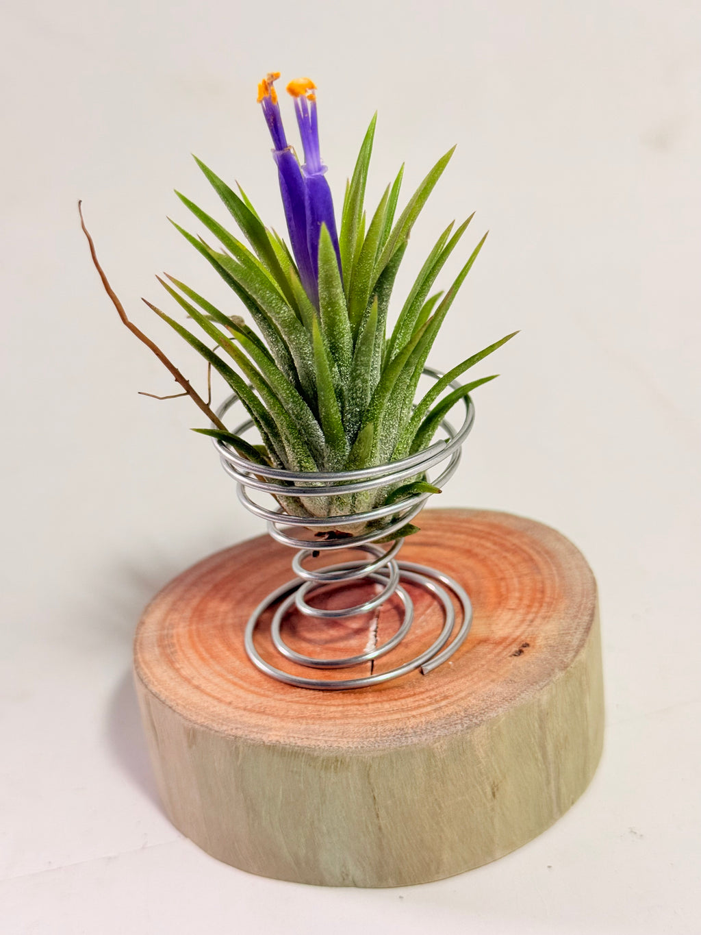 Till. Ionantha + espiral + rodaja madera