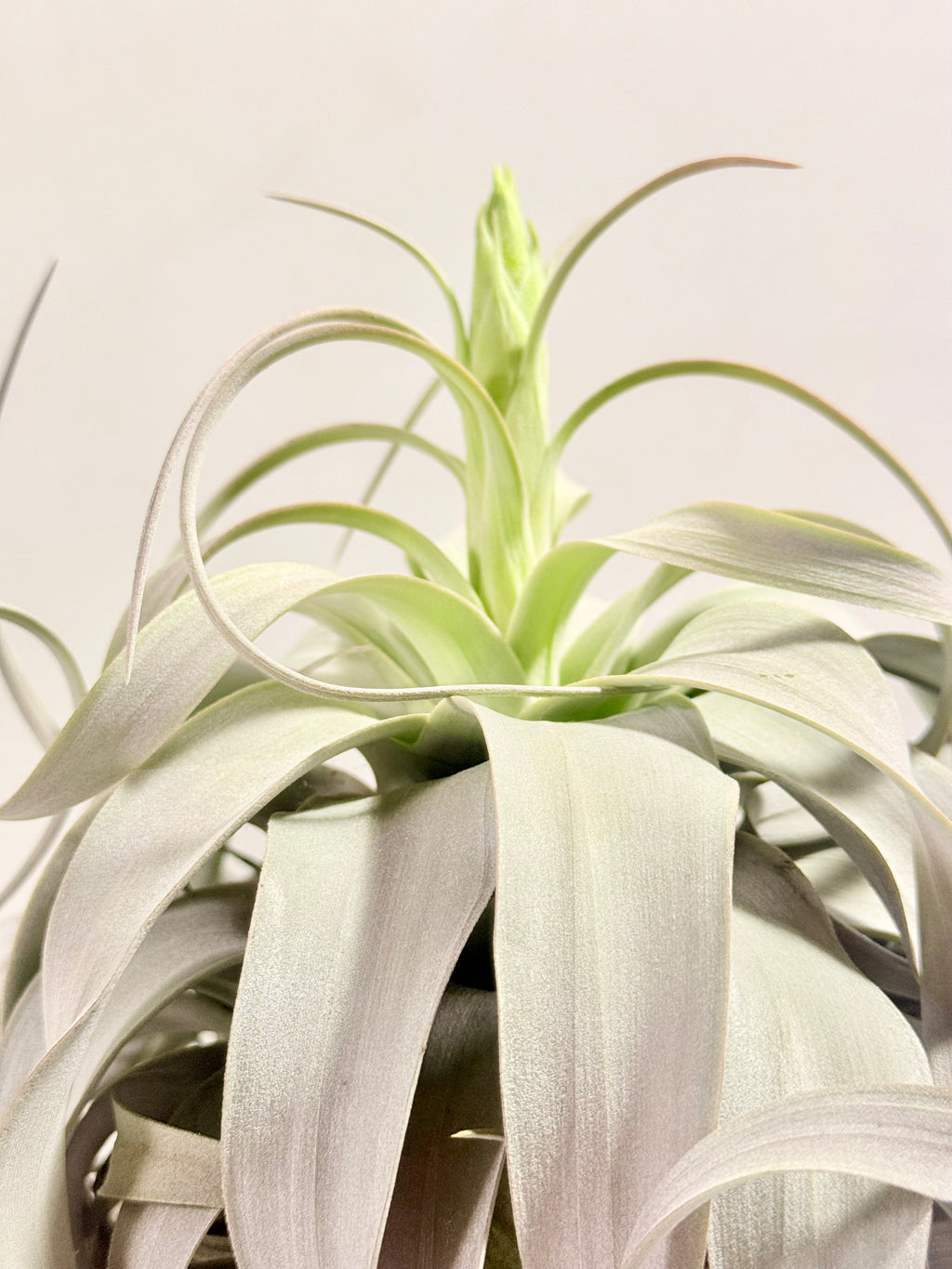 Kit Till. Xerographica XL con botón + fertilizante