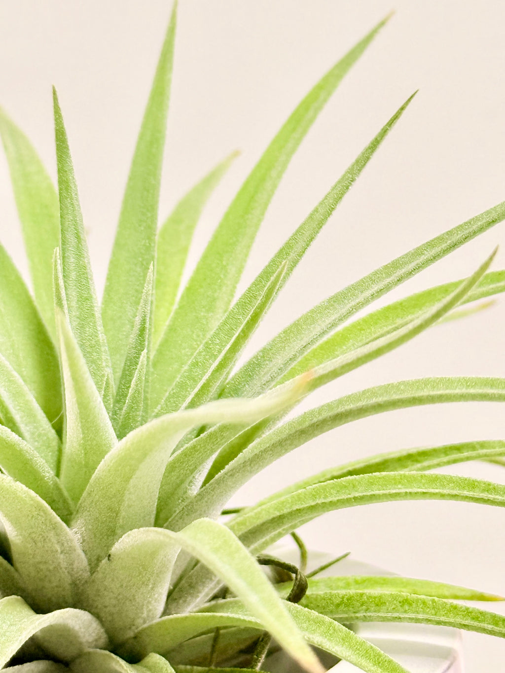 Tillandsia  Palgiotropica