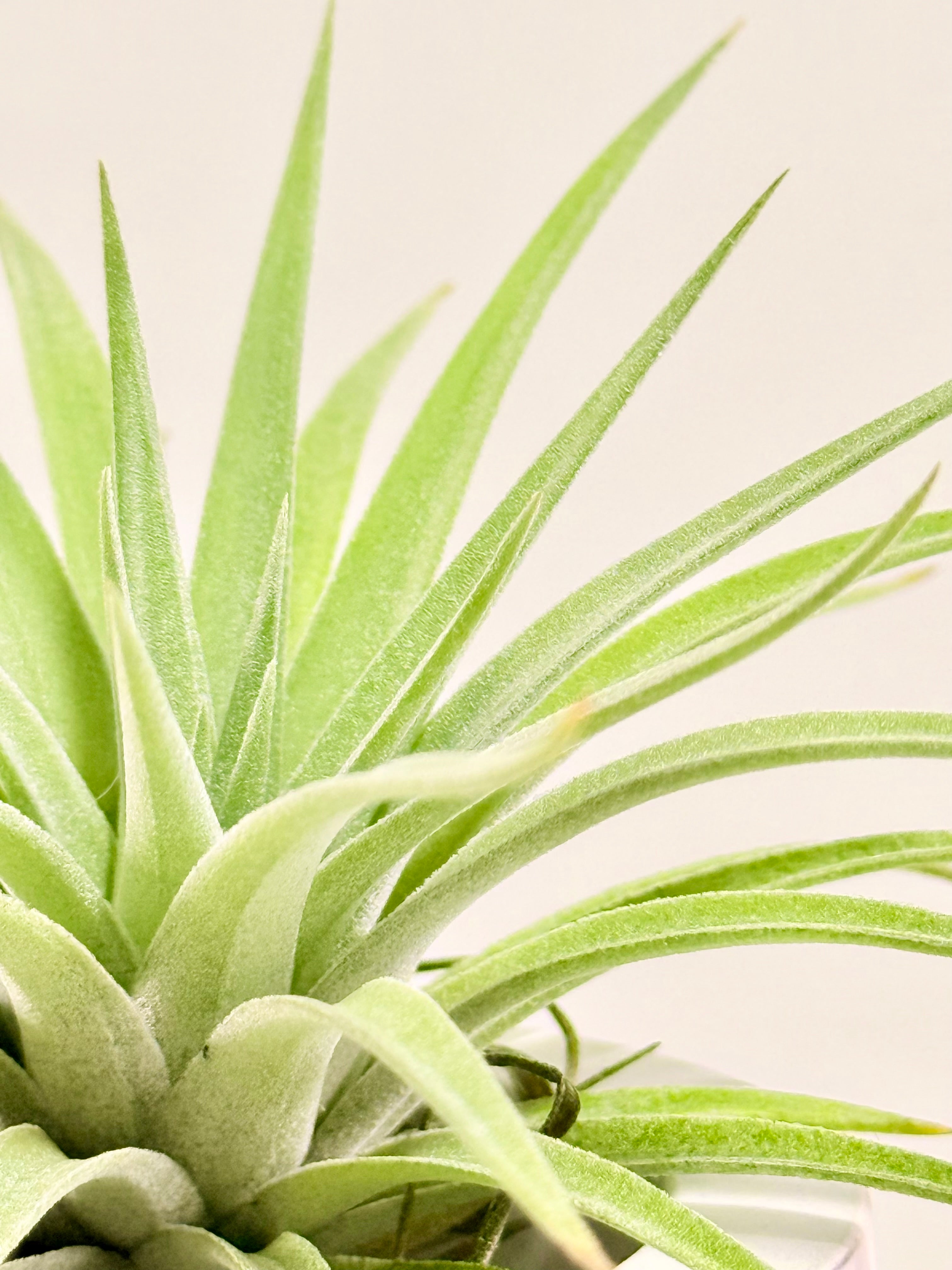 Tillandsia  Palgiotropica