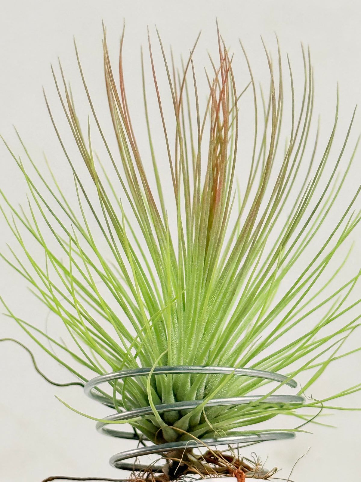 Till. Andreana mini + rodaja + kokedama espiral