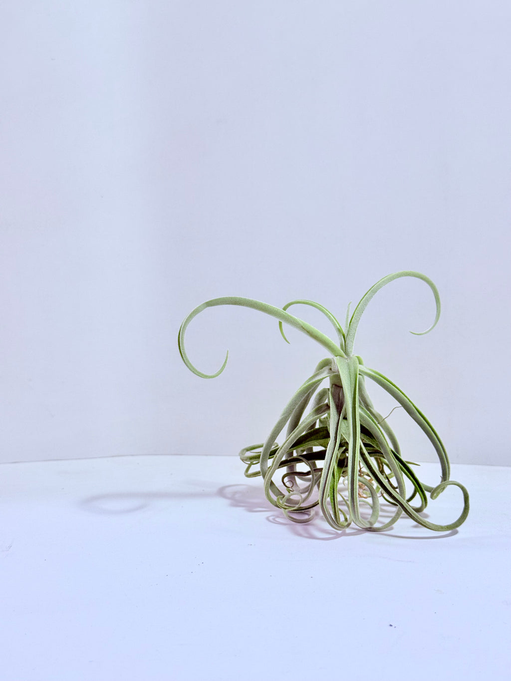 Tillandsia Duratii S
