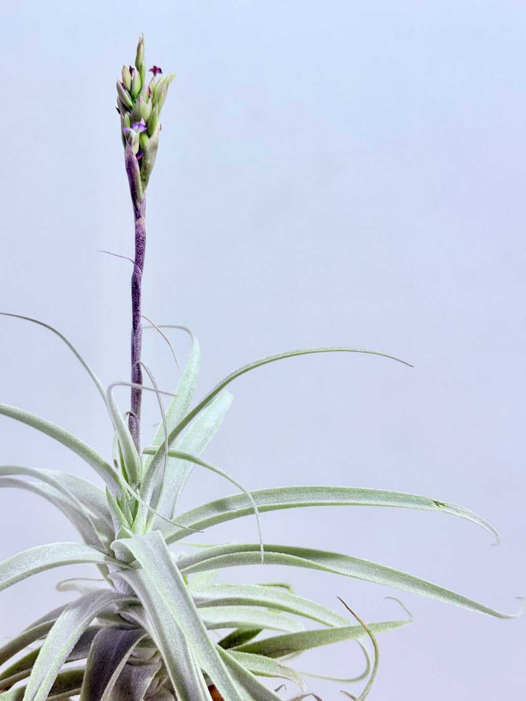 Tillandsia Purpúrea + base teca
