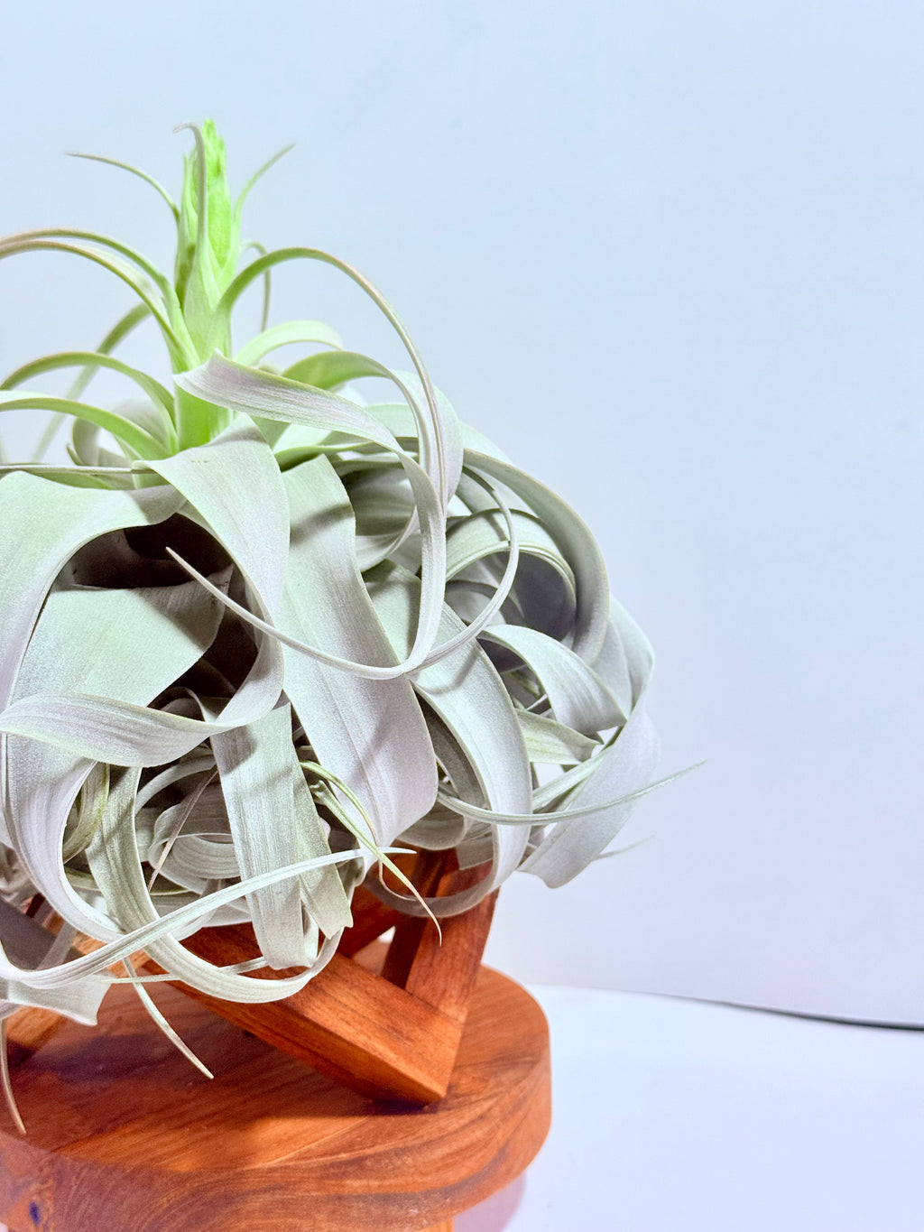 Till. Xerographica con botón XL + base teca