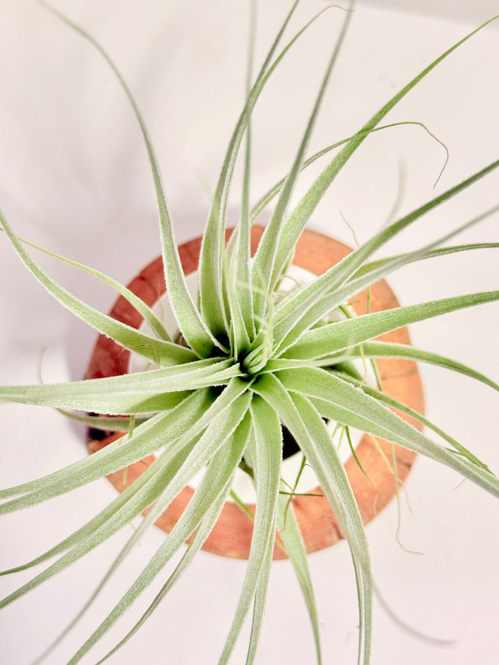 Tillandsia gardneri + espiral + madera + fertilizante