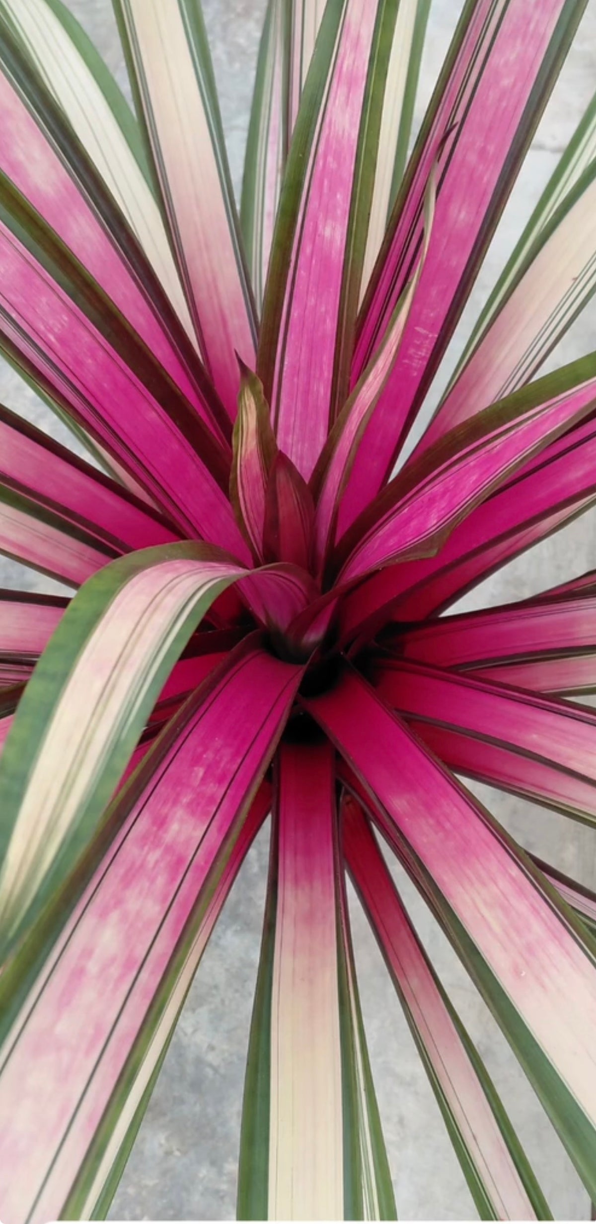 Kokedama Bromelia zanhii variegata