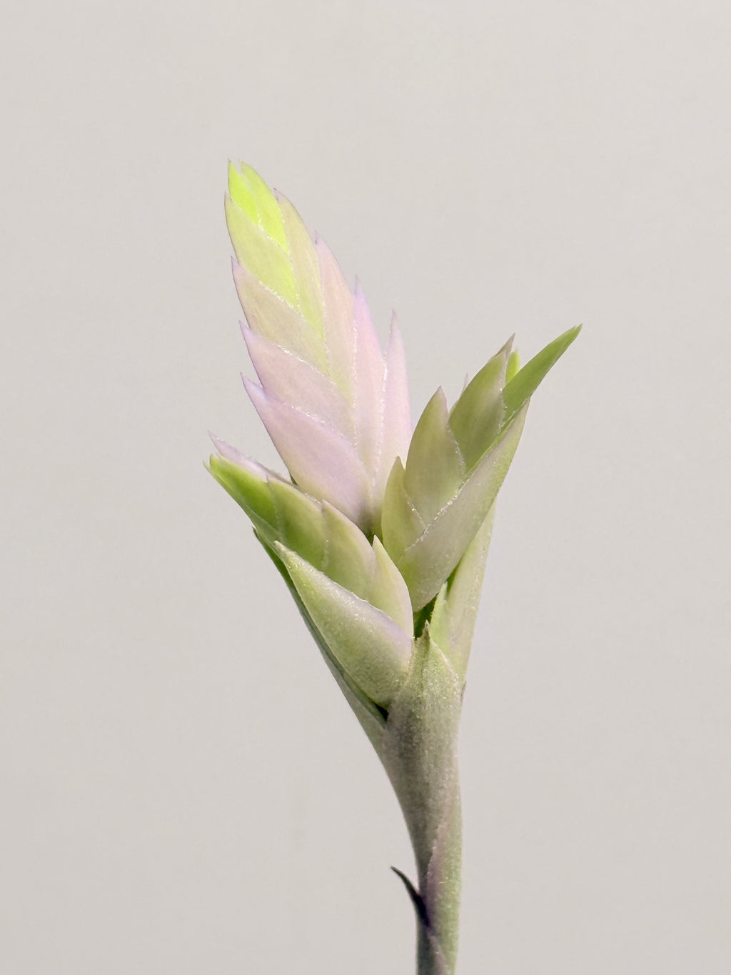 Tillandsia Cacticola regular form botón