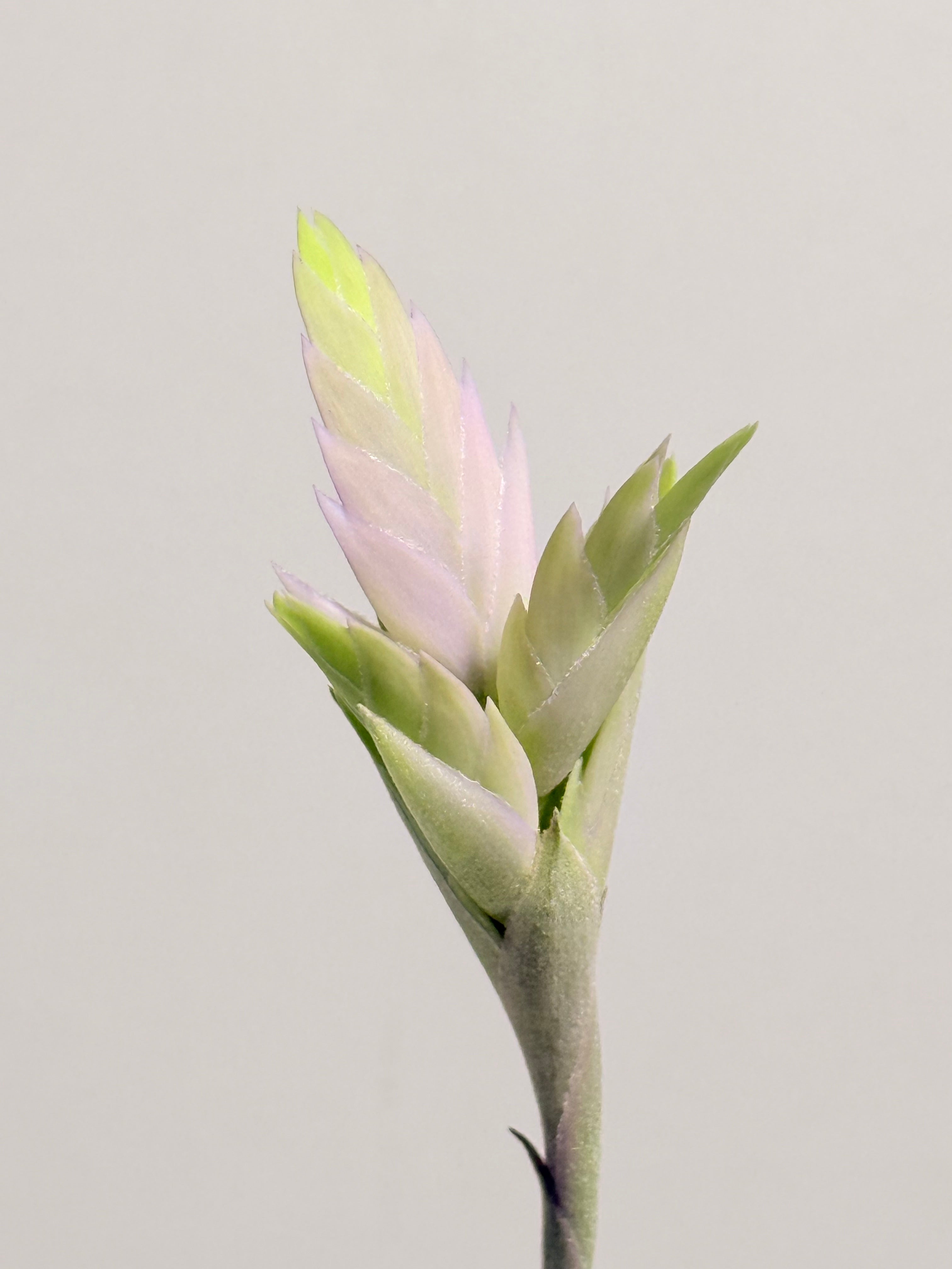 Tillandsia Cacticola regular form flor