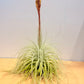 Till. Tectorum