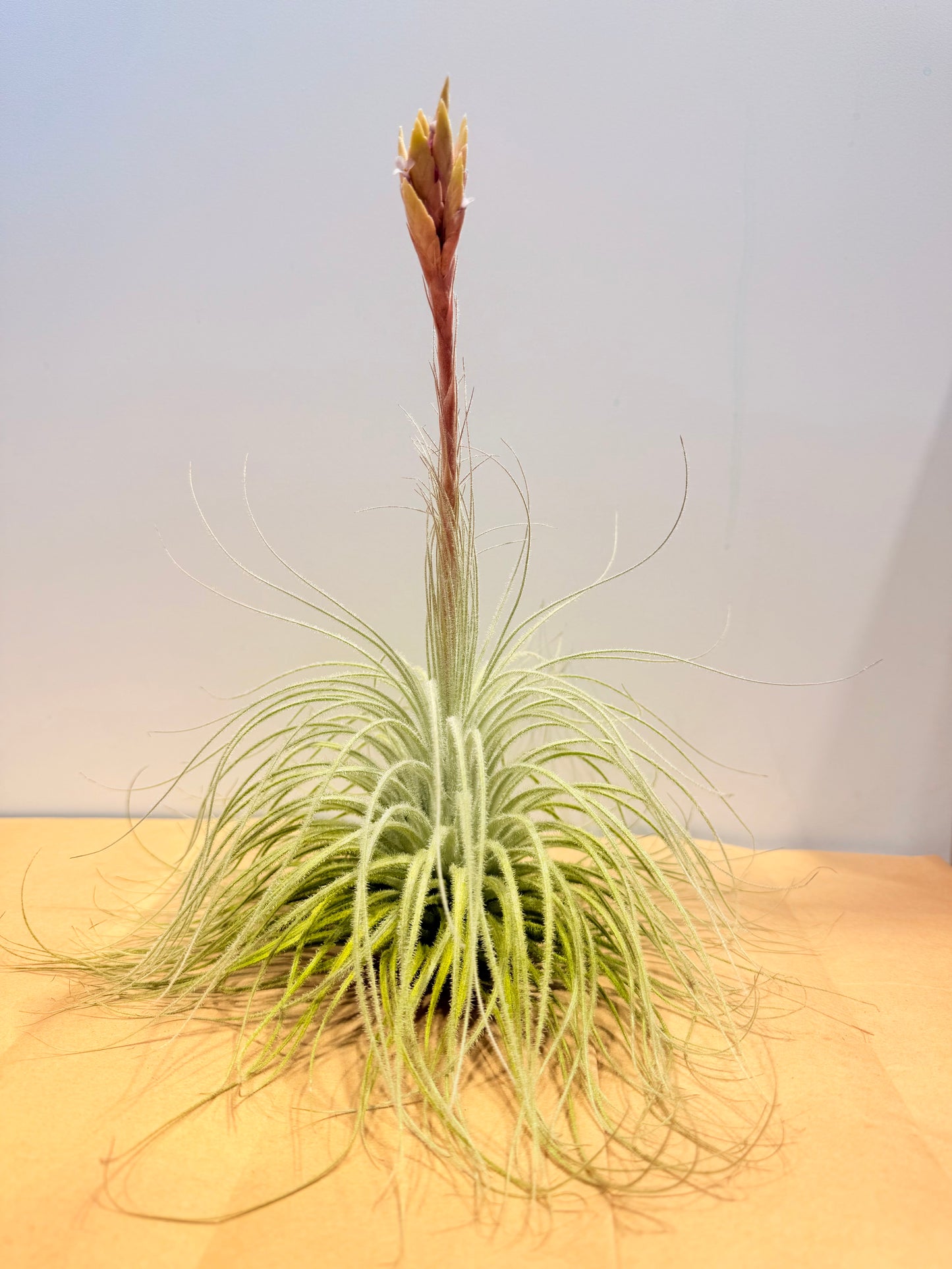 Till. Tectorum