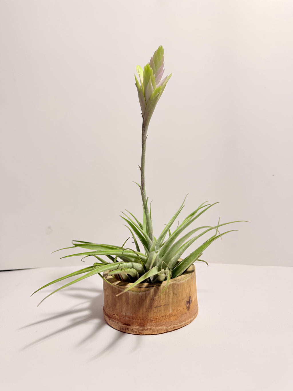 Tillandsia Cacticola regular form botón