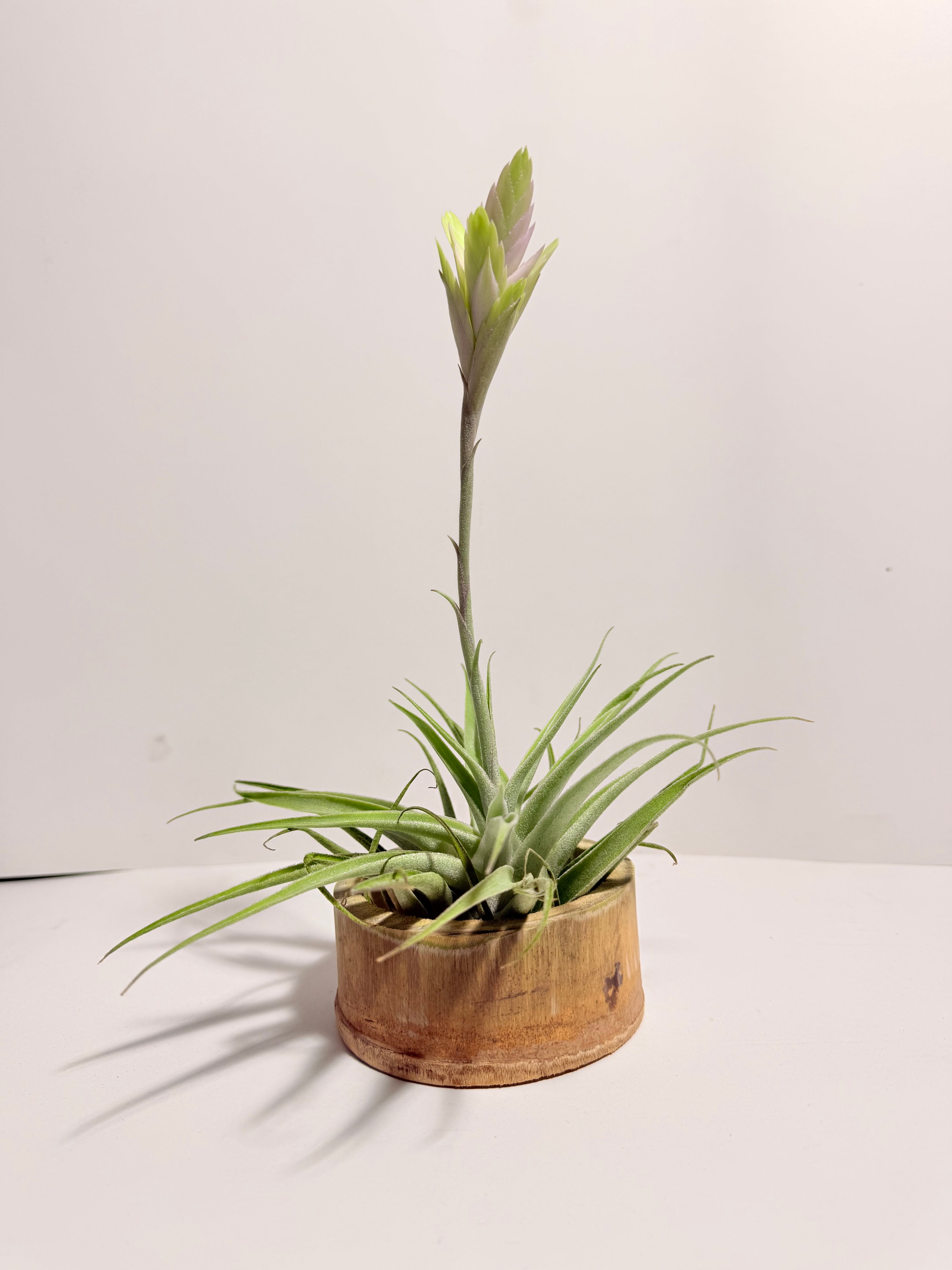 Tillandsia Cacticola regular form flor