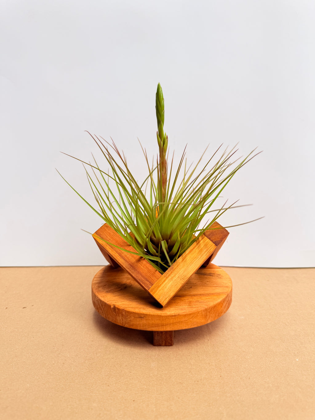 Kit Till. Tricolor + plant force + base madera teca