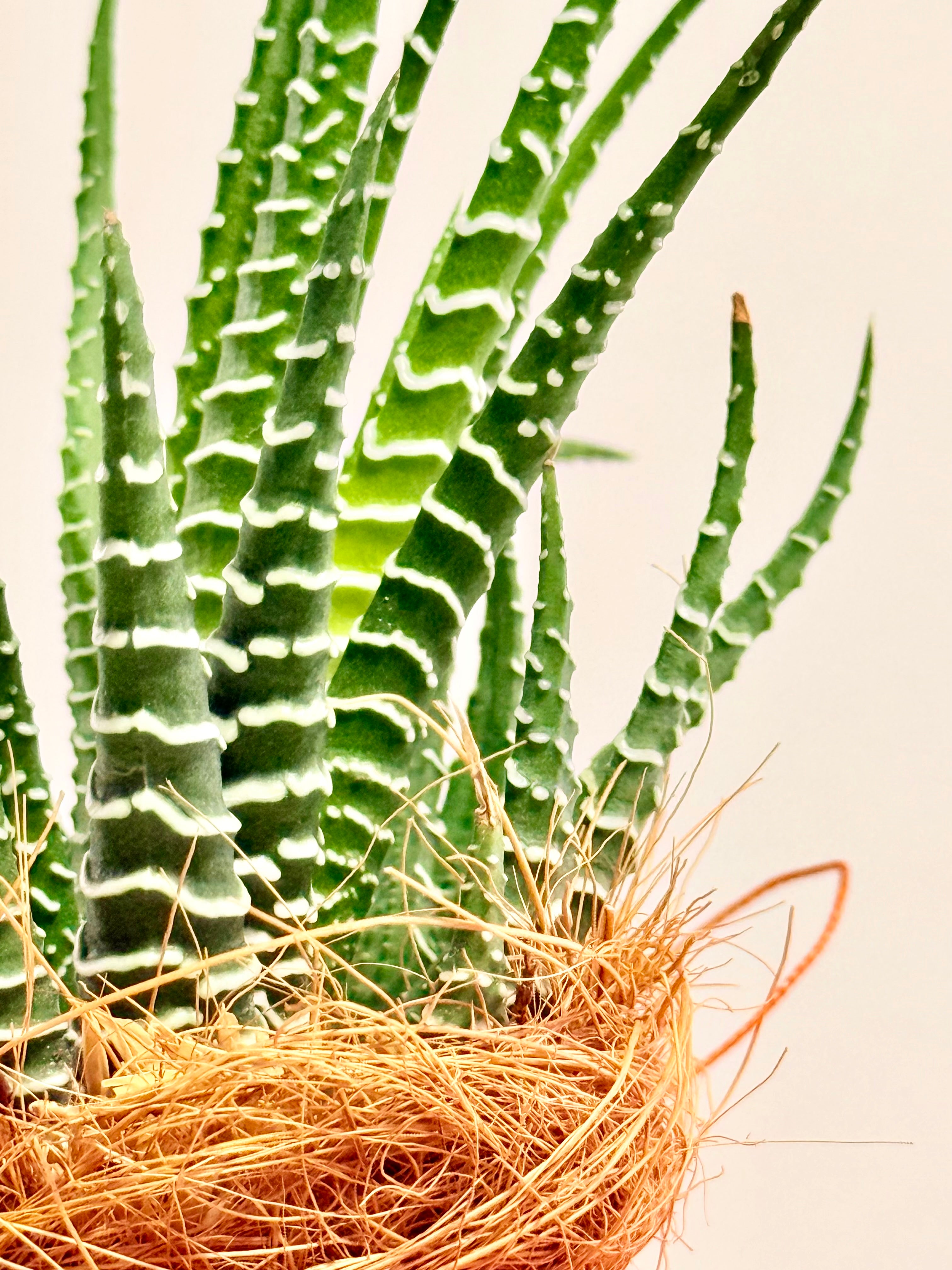 Kokedama mini Sabillón Cebra