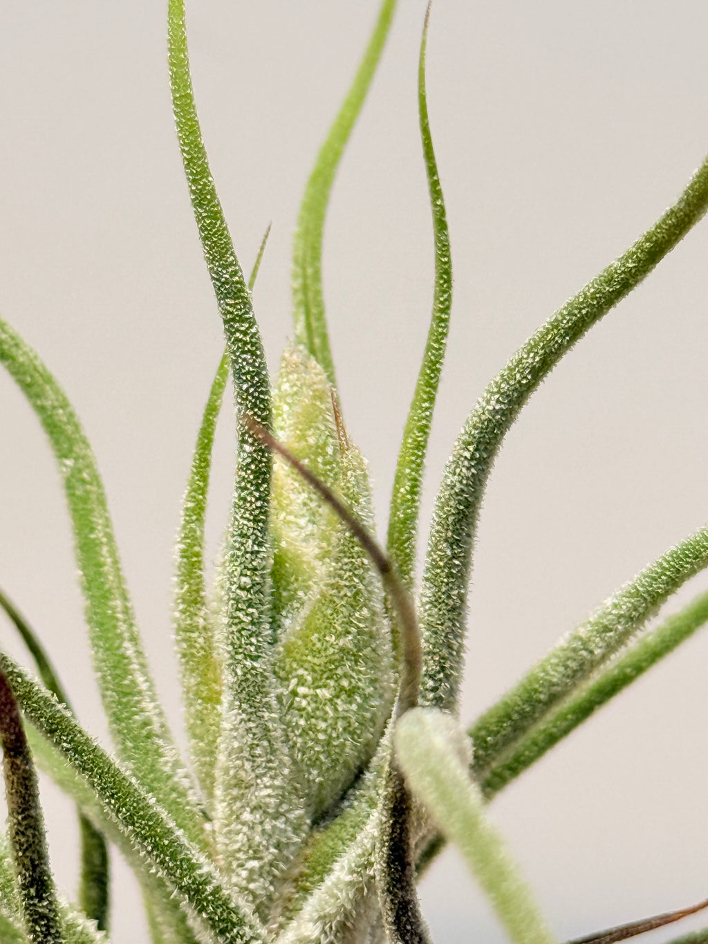 Till. Guatemala + matera