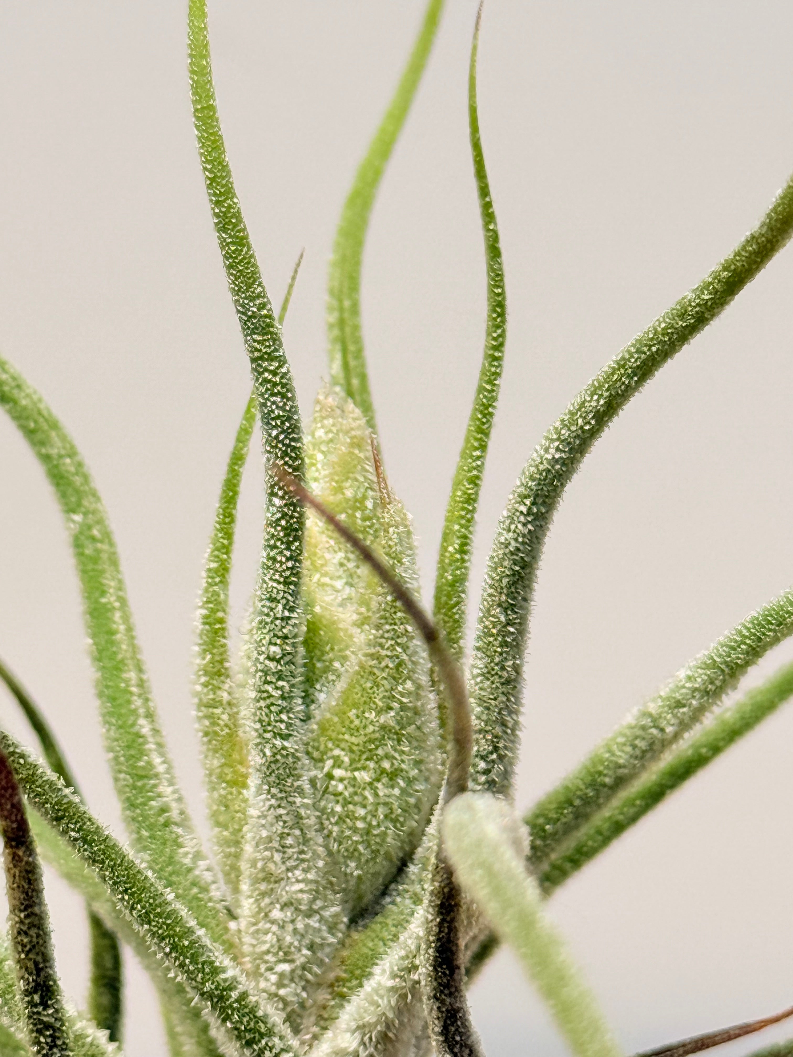 Till. Guatemala + matera