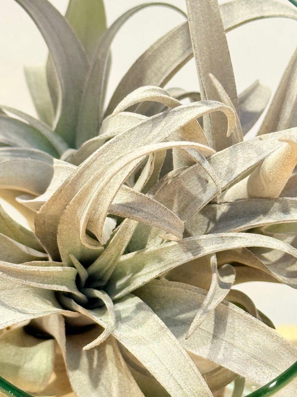 Till. Yellow Star mini x3 terrario + base