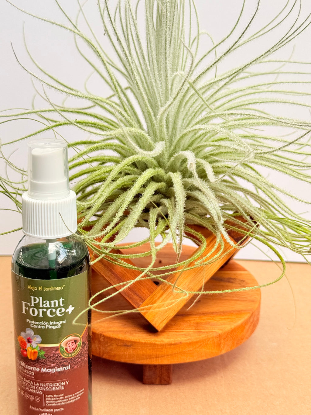 Kit Till. Tectorum + plant force + base madera teca