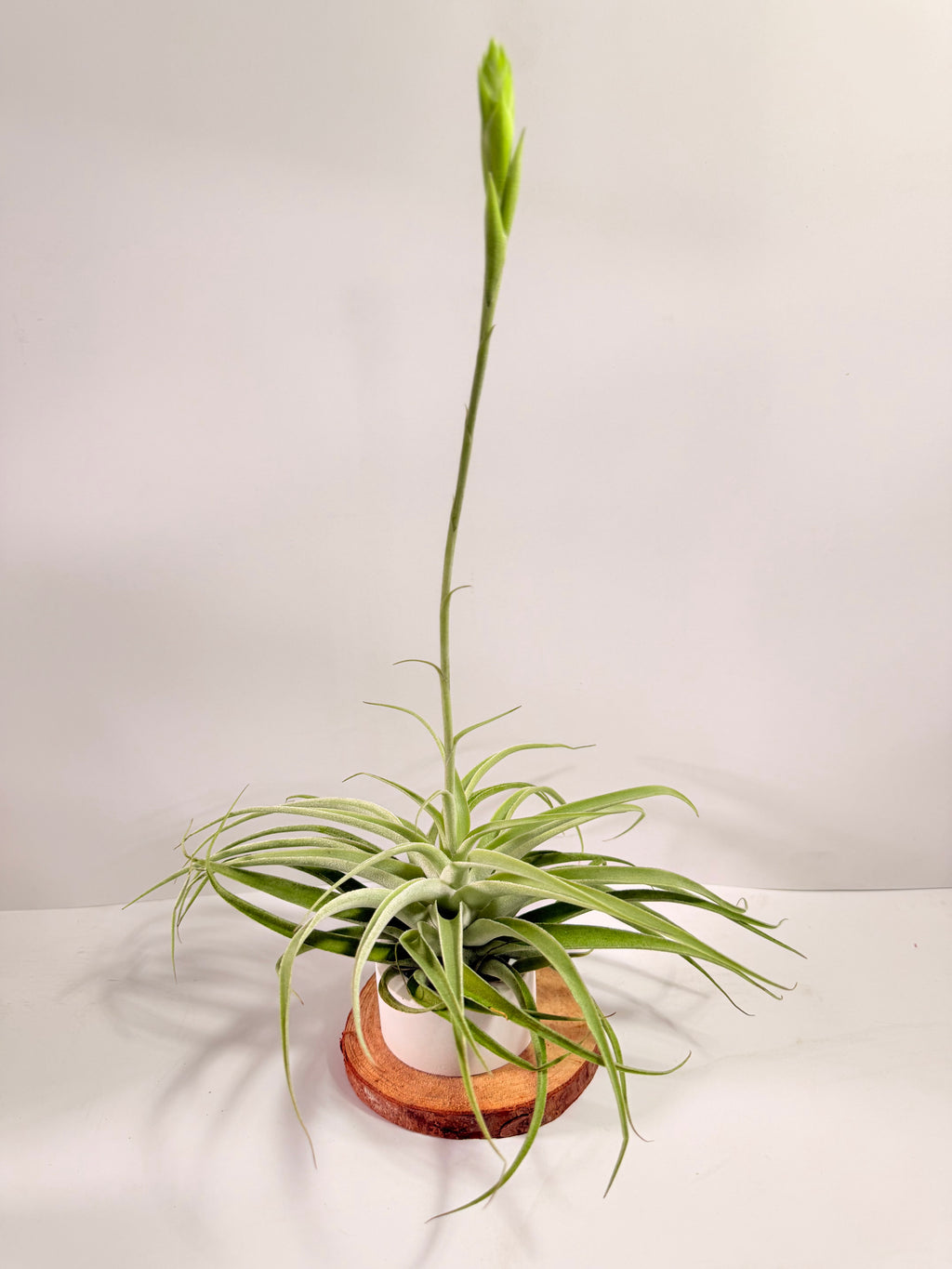 Tillandsia Cacticola regular form botón