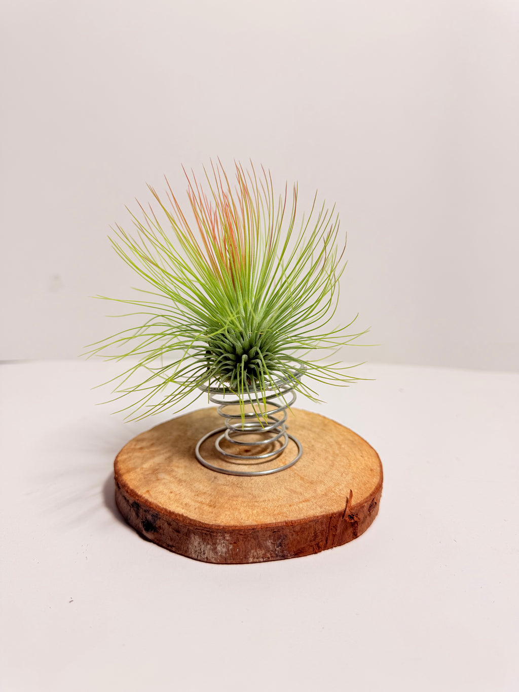 Tillandsia  Andreana M + matera