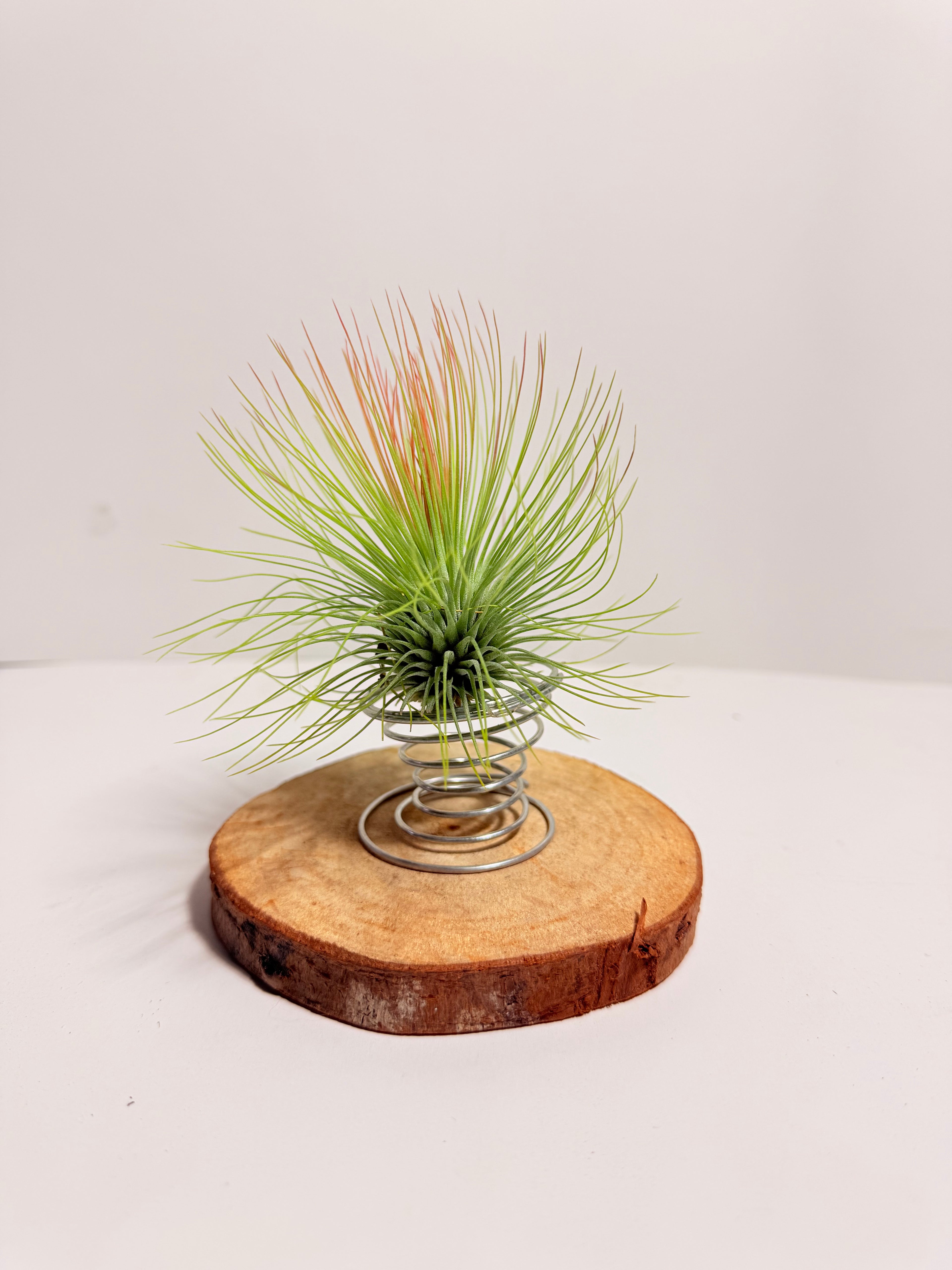 Tillandsia  Andreana M + matera