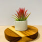 Till. Ionantha red
