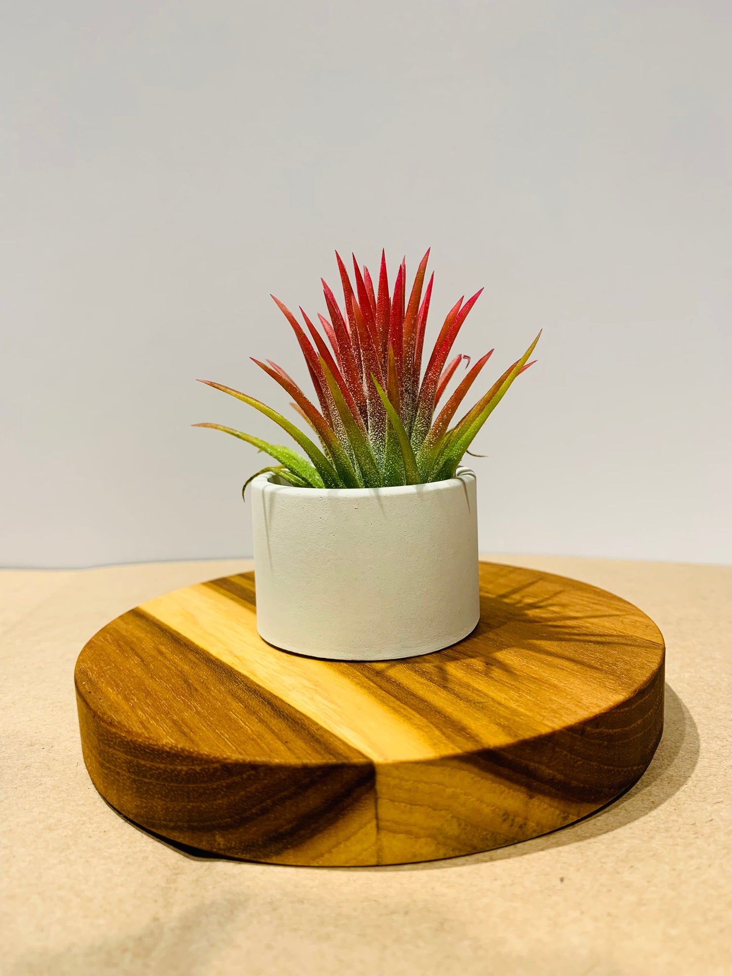Till. Ionantha red