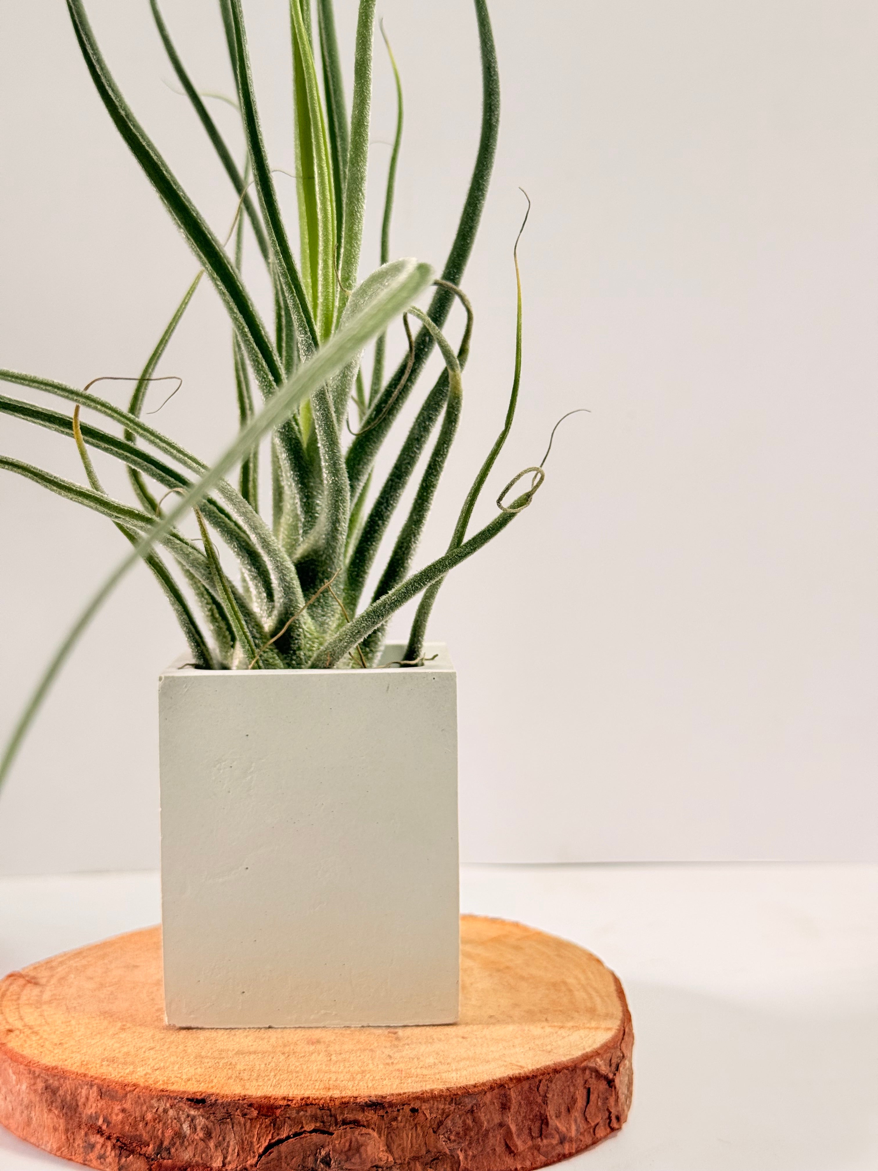 Kit Till. Caput híbrido + plant force + matera