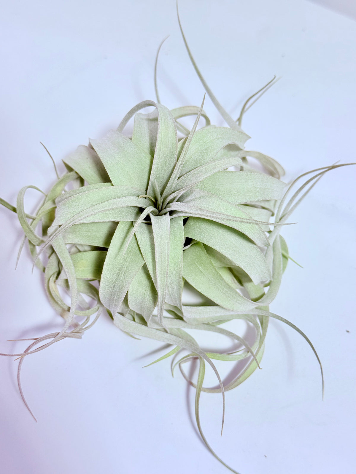 Till. Xerographica S