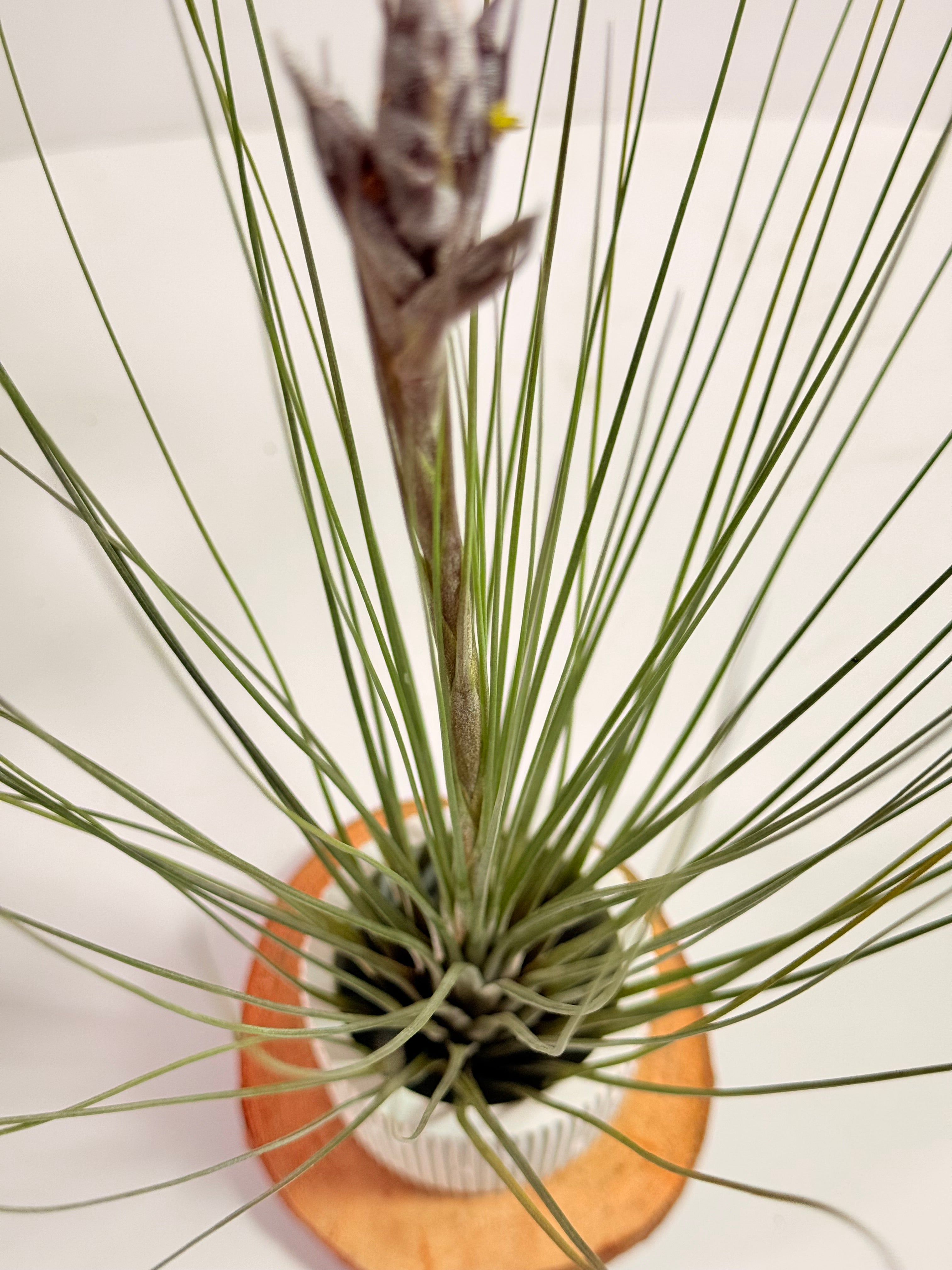 Tillandsia  Juncea + matera