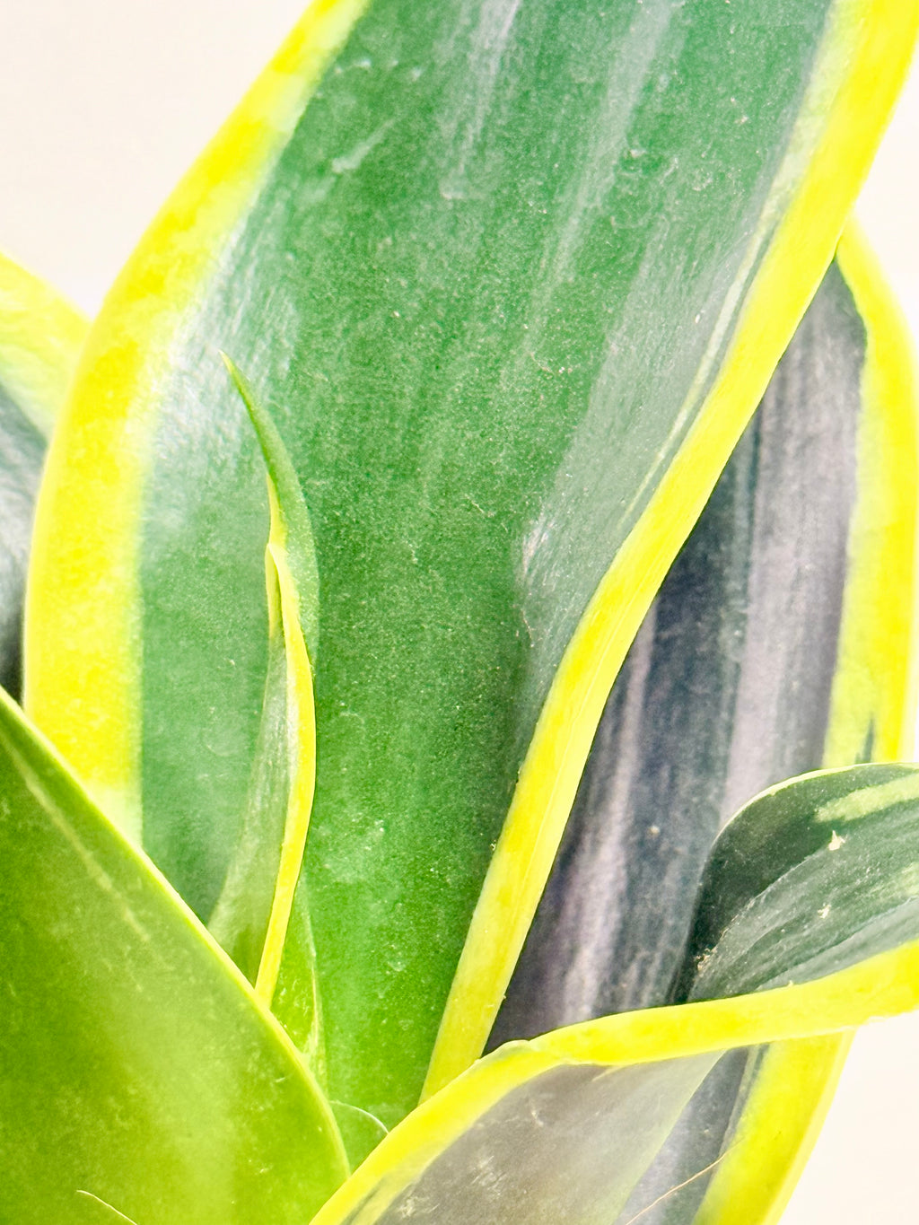 Kokedama sansevieria verde variegada mexicana