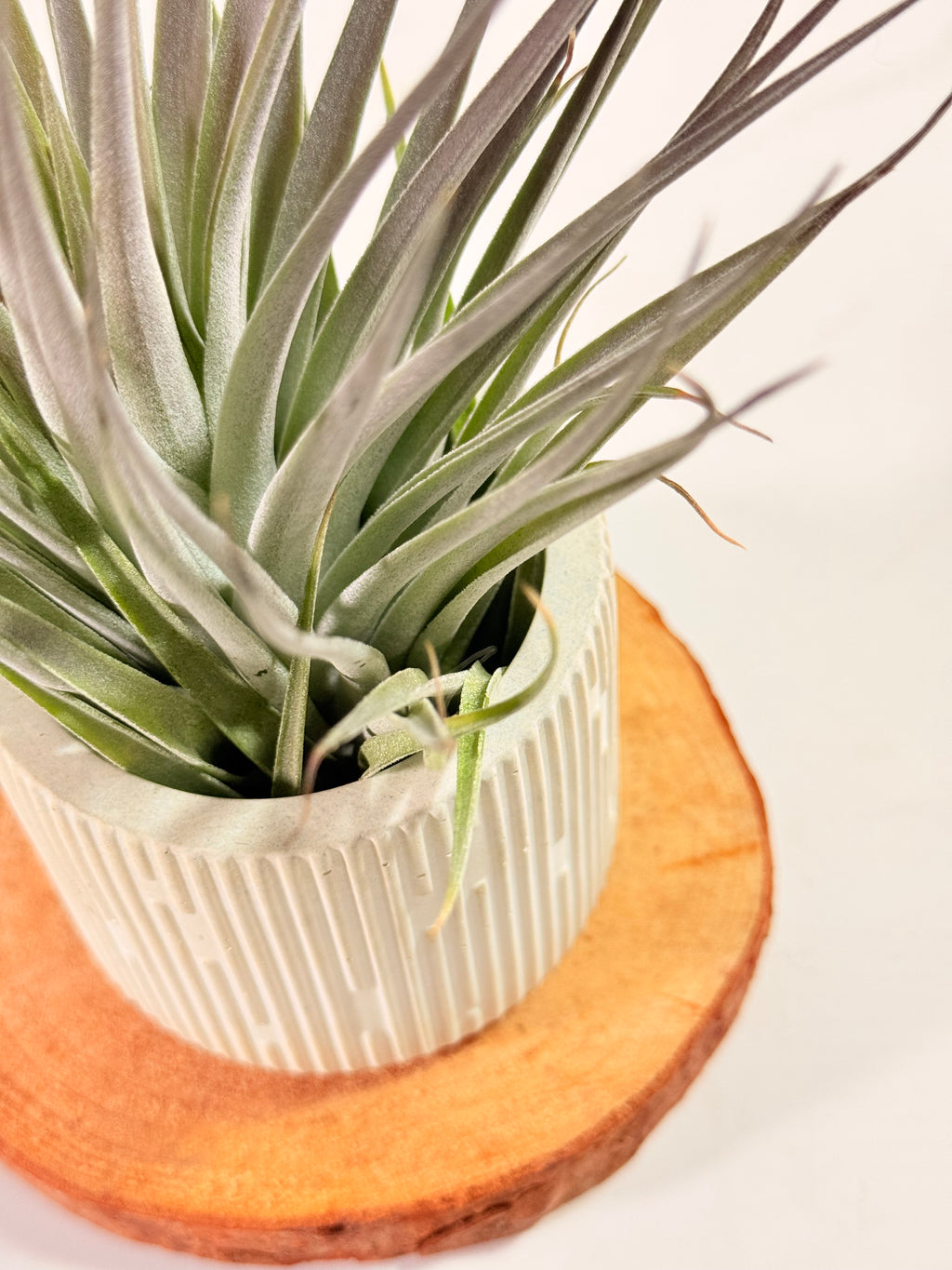Tillandsia  Plagiotropica purple+ matera