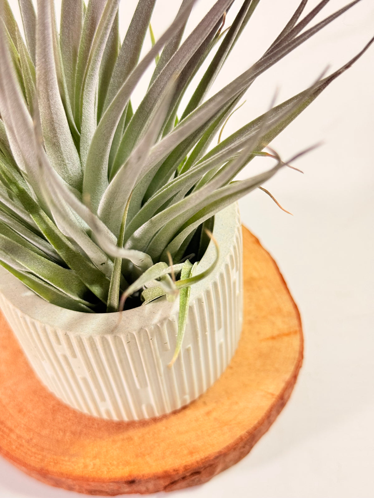 Tillandsia  Plagiotropica purple+ matera
